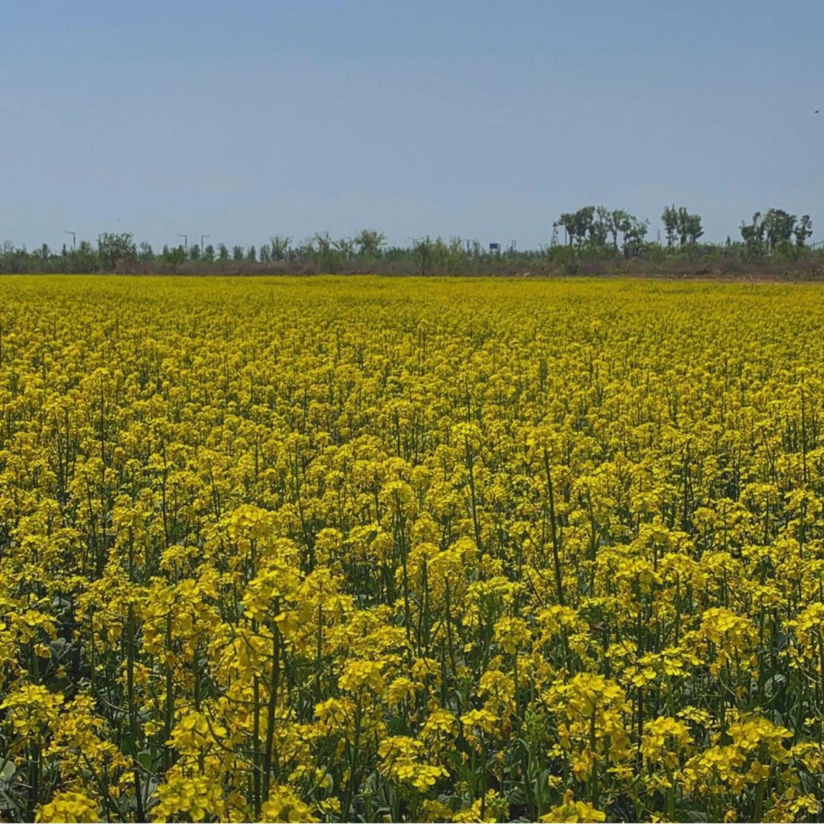 Natural landscape in Royal Emporium Incheon Airport