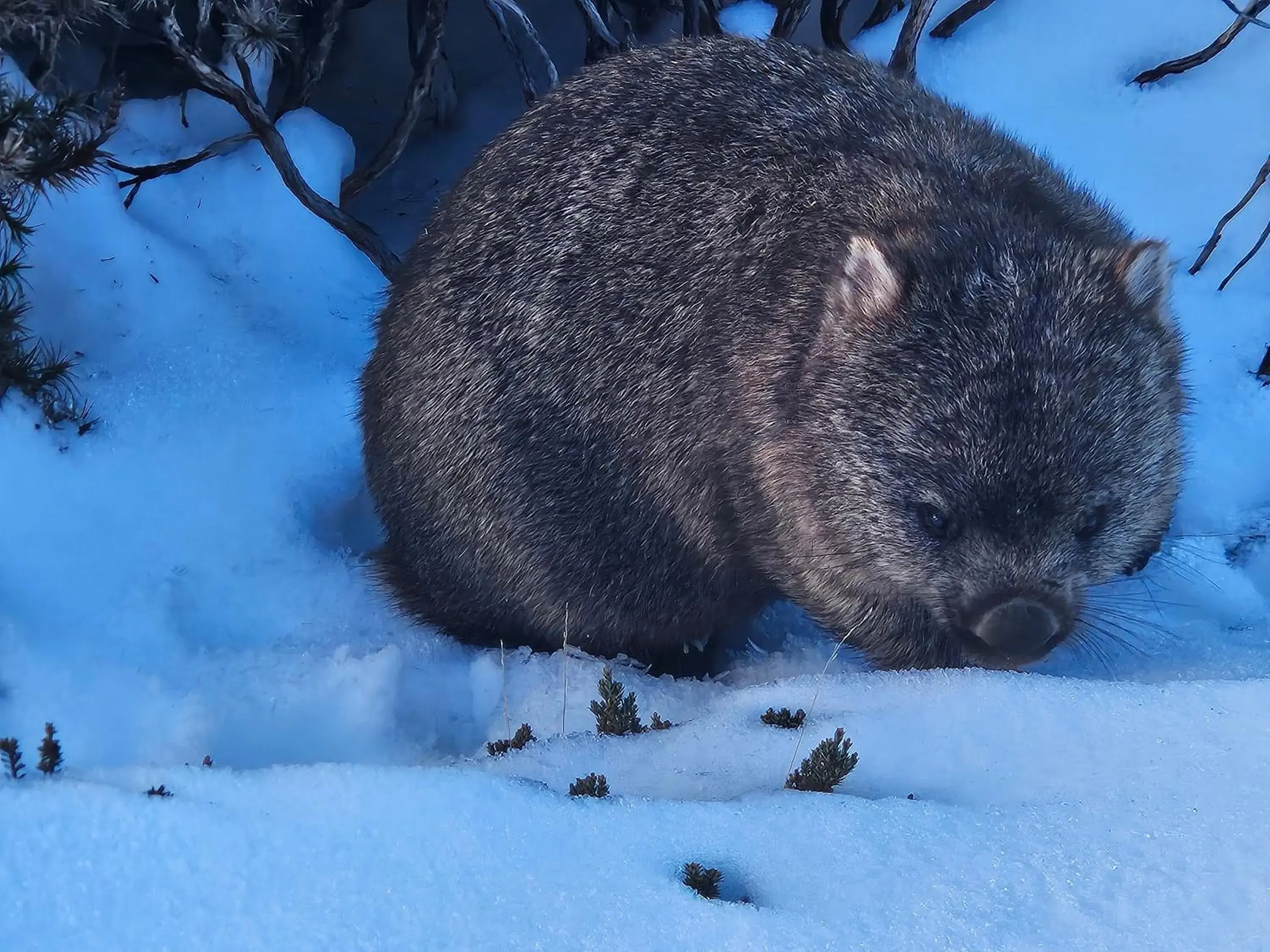 Cradle Alpine Retreat Cradle Alpine Retreat