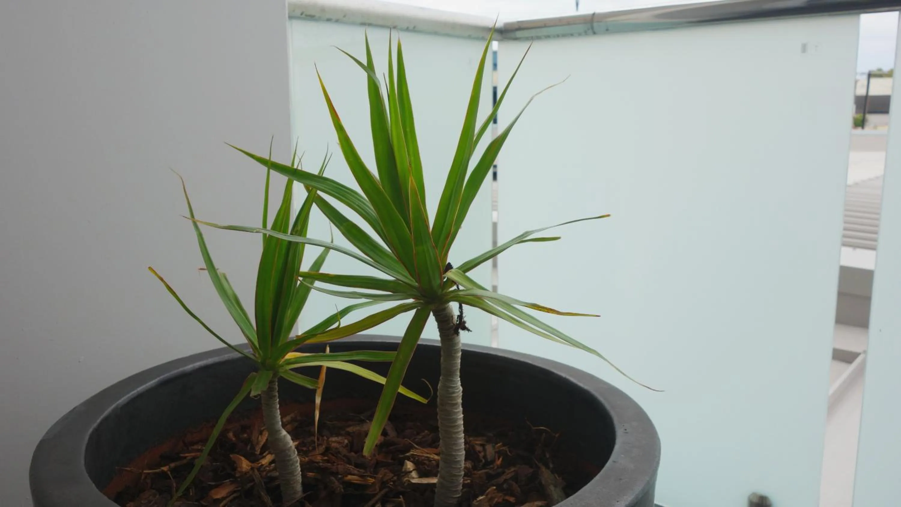 Balcony/Terrace in Semaphore Splash Apartments