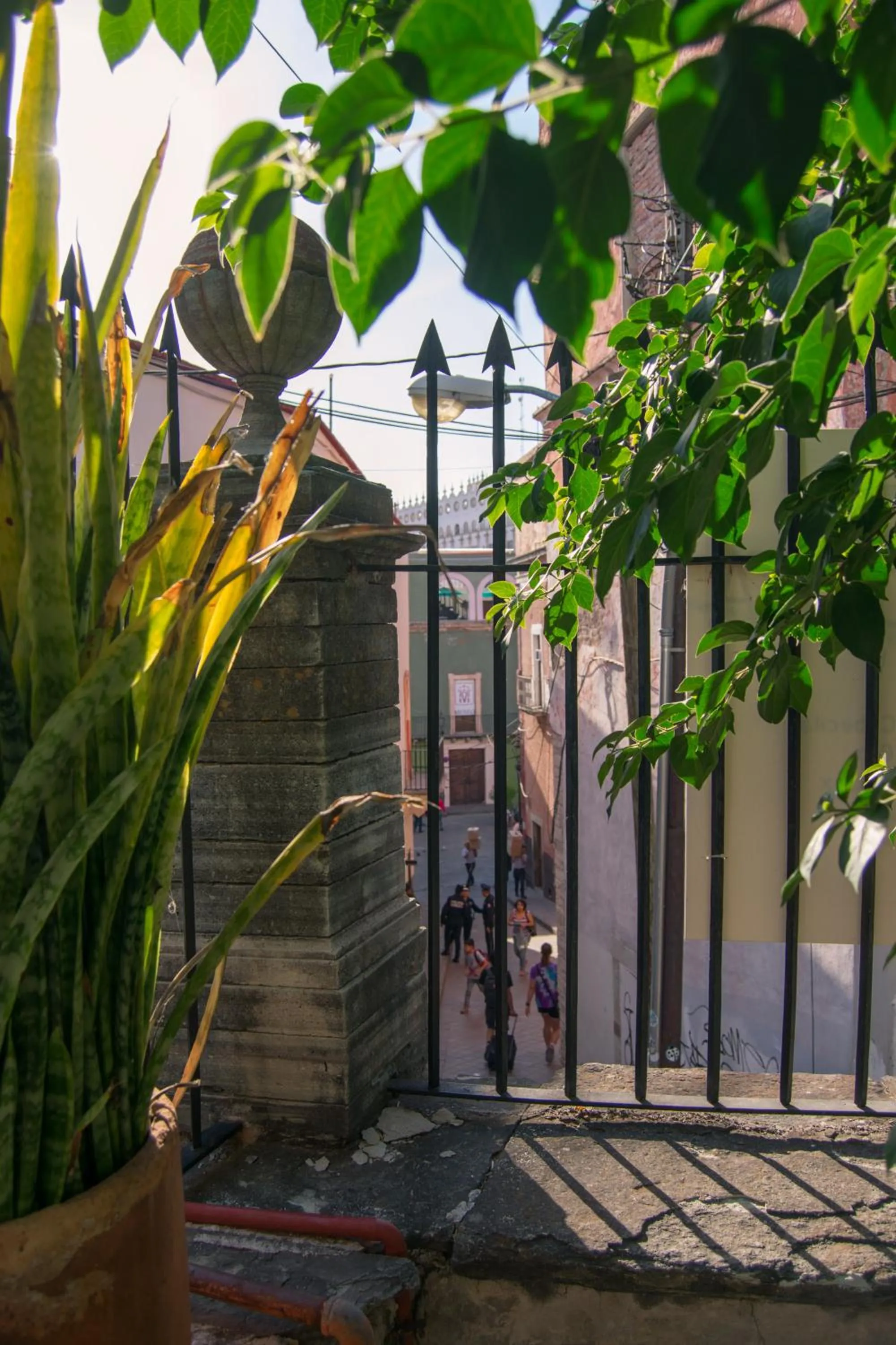 Garden in Casa Lupita Hostel