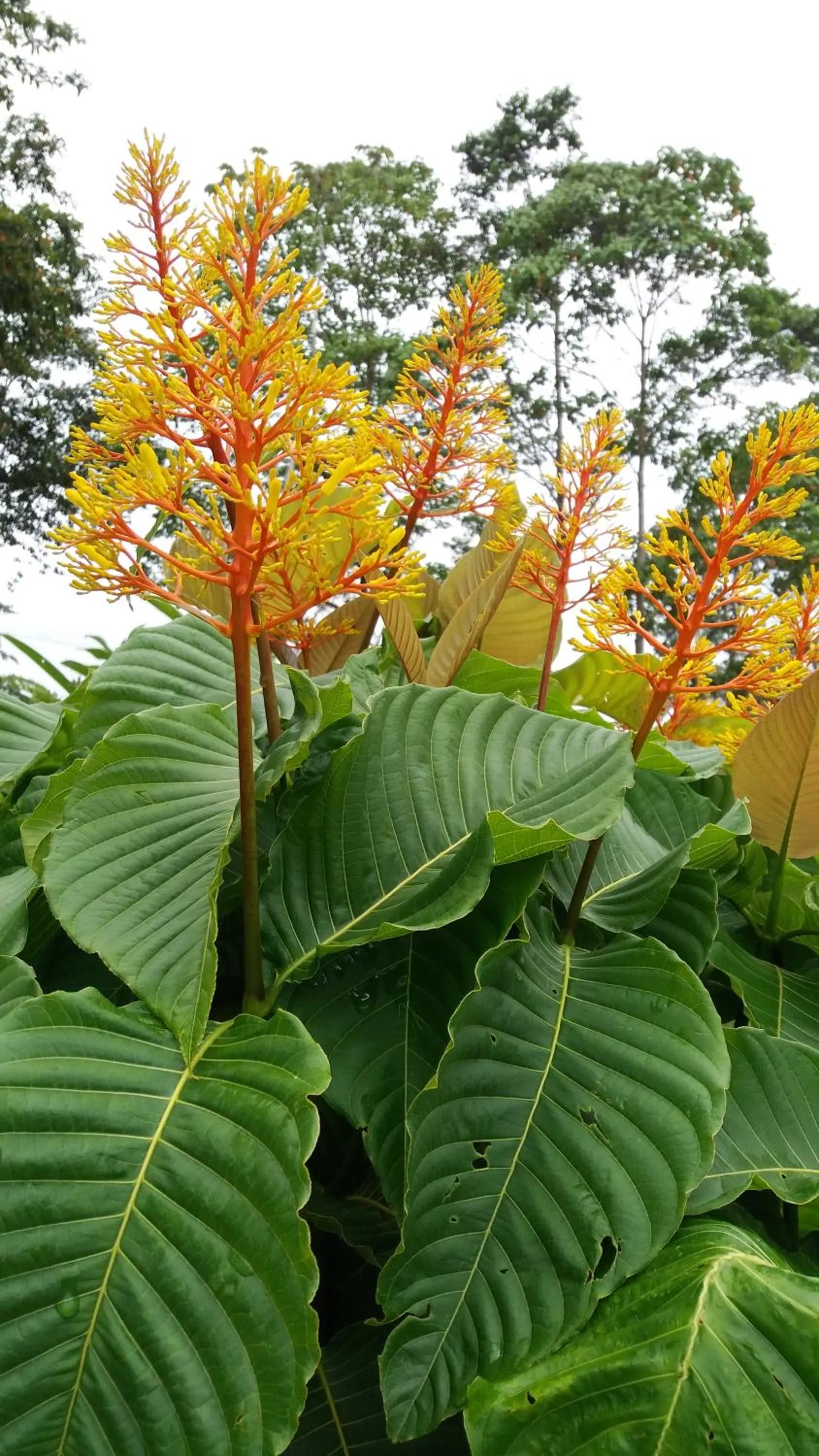 Day in Osa House - Drake Bay