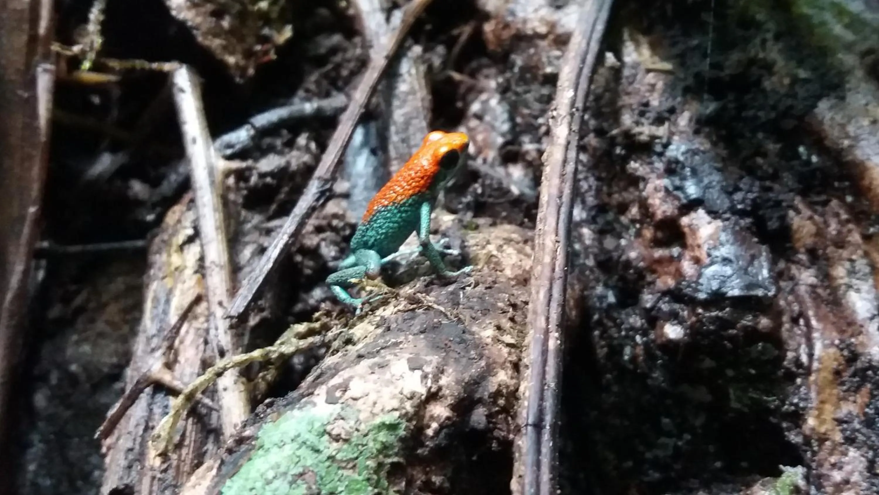 Activities in Osa House - Drake Bay