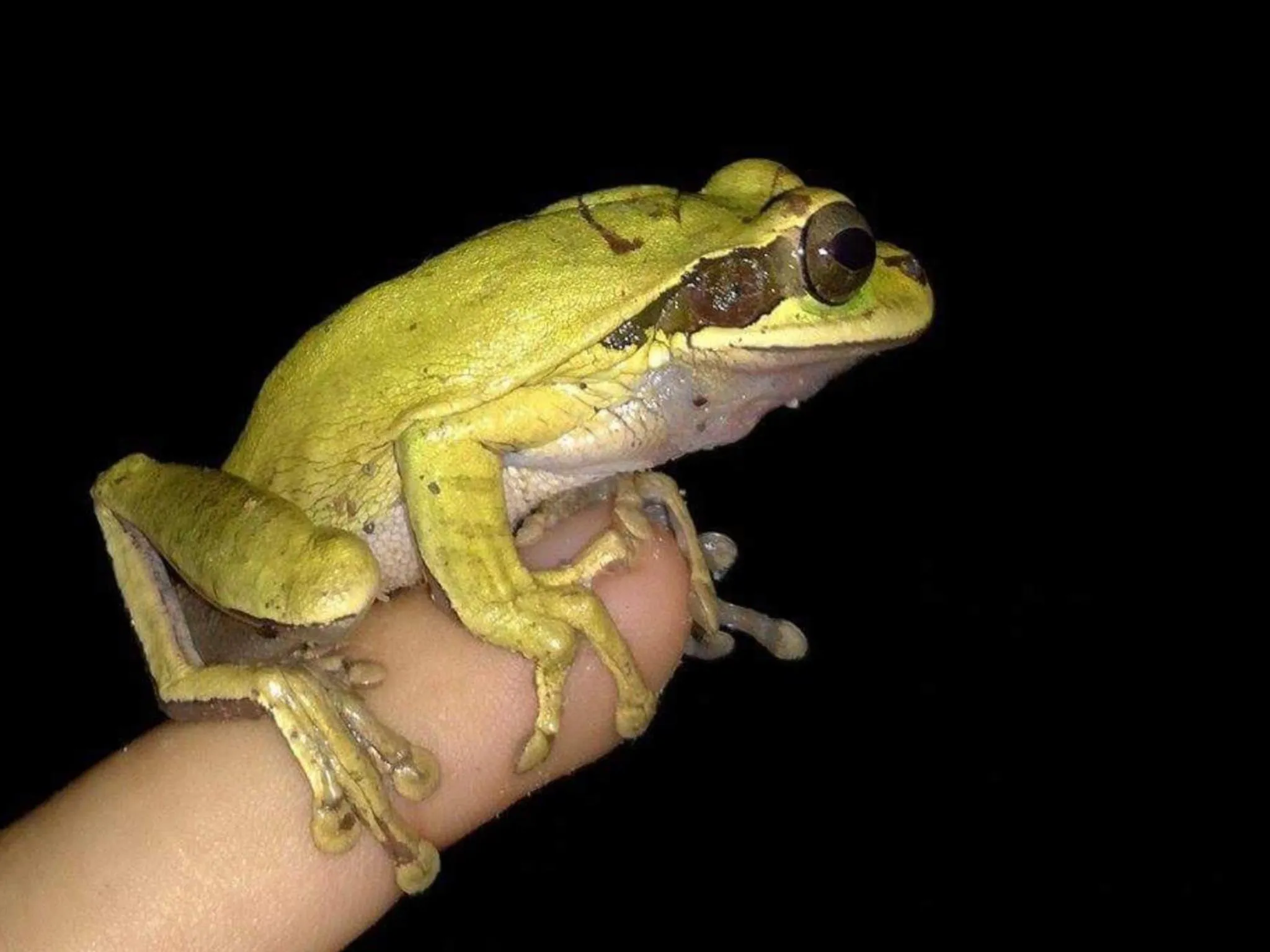 Animals in Osa House - Drake Bay