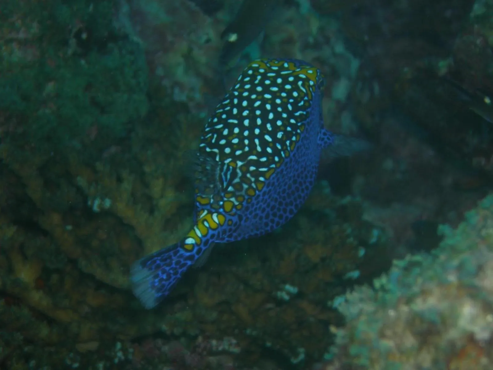 Snorkeling in Osa House - Drake Bay