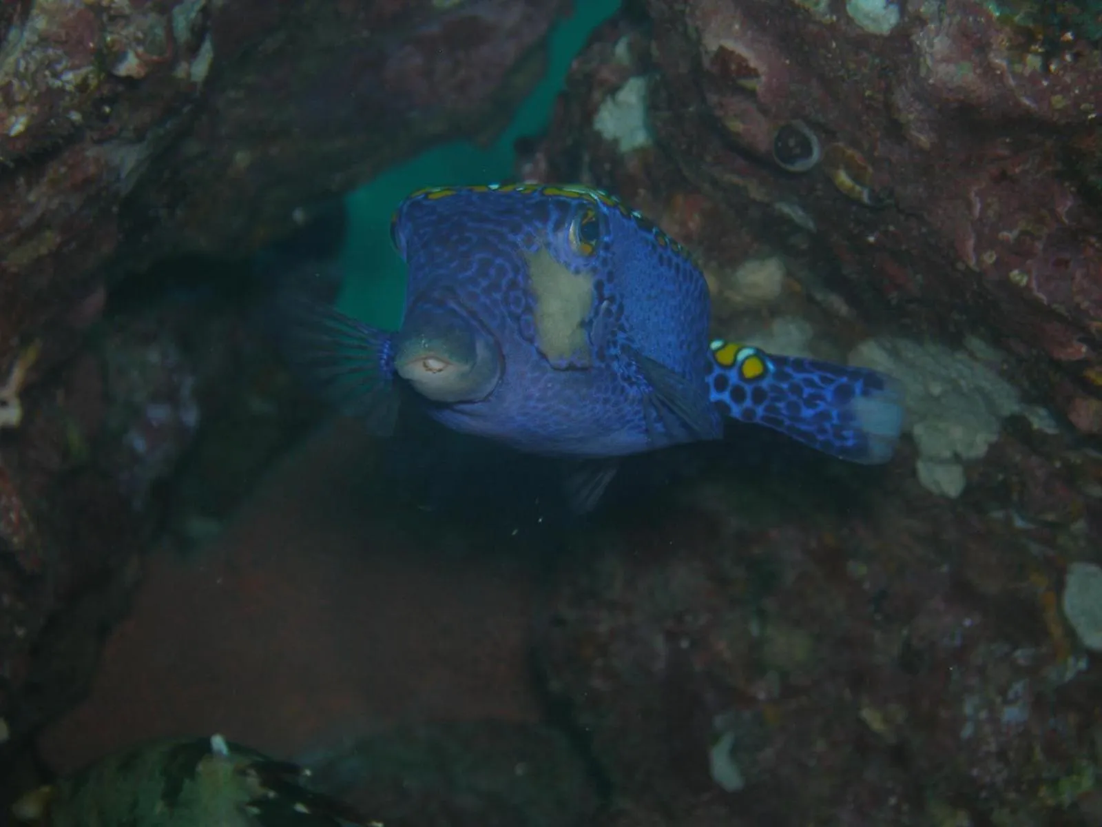 Diving in Osa House - Drake Bay