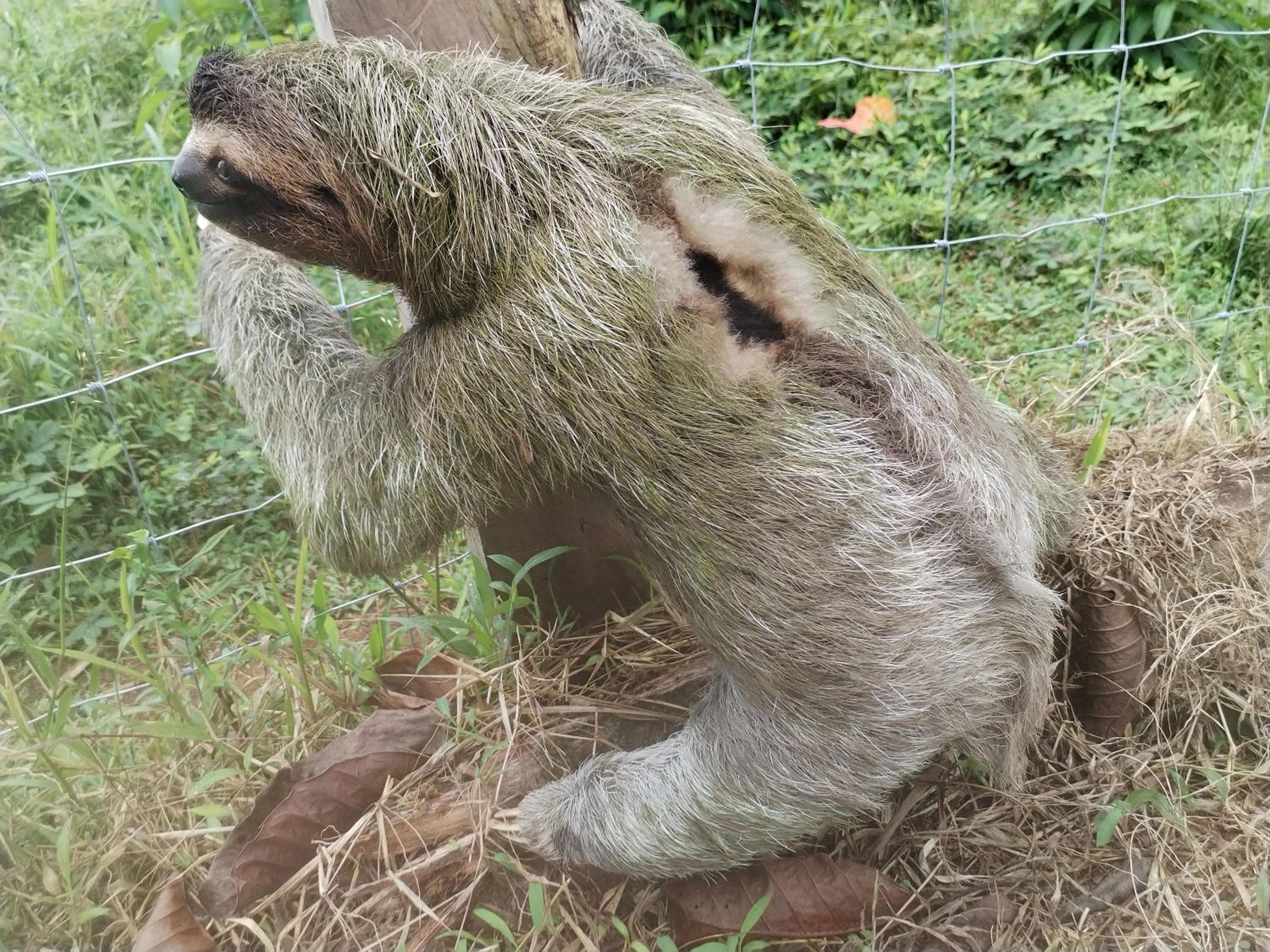Natural landscape in Osa House - Drake Bay