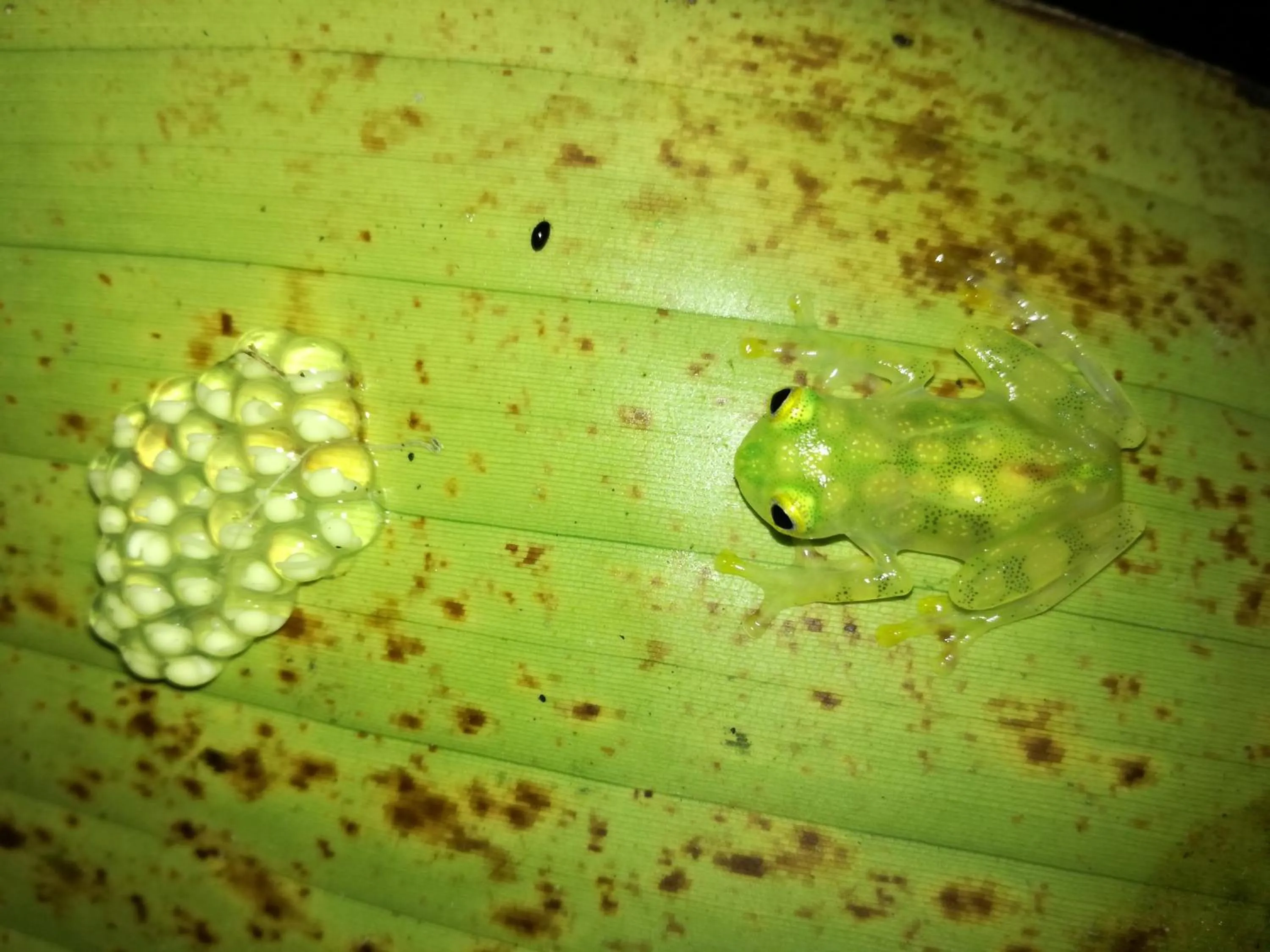 Animals in Osa House - Drake Bay