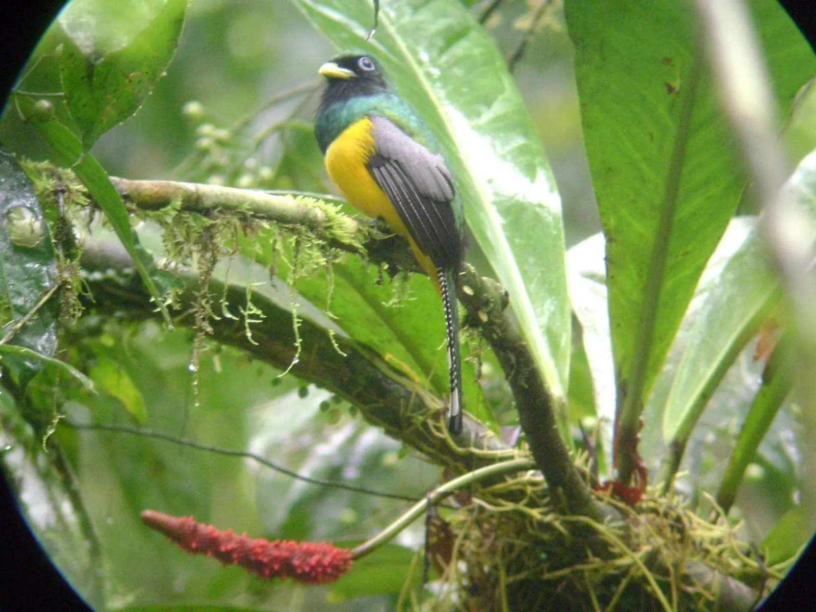 Natural landscape in Osa House - Drake Bay