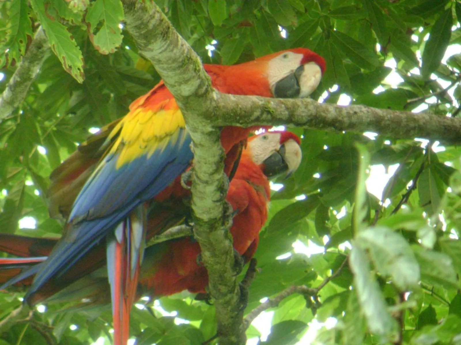 Beach in Osa House - Drake Bay