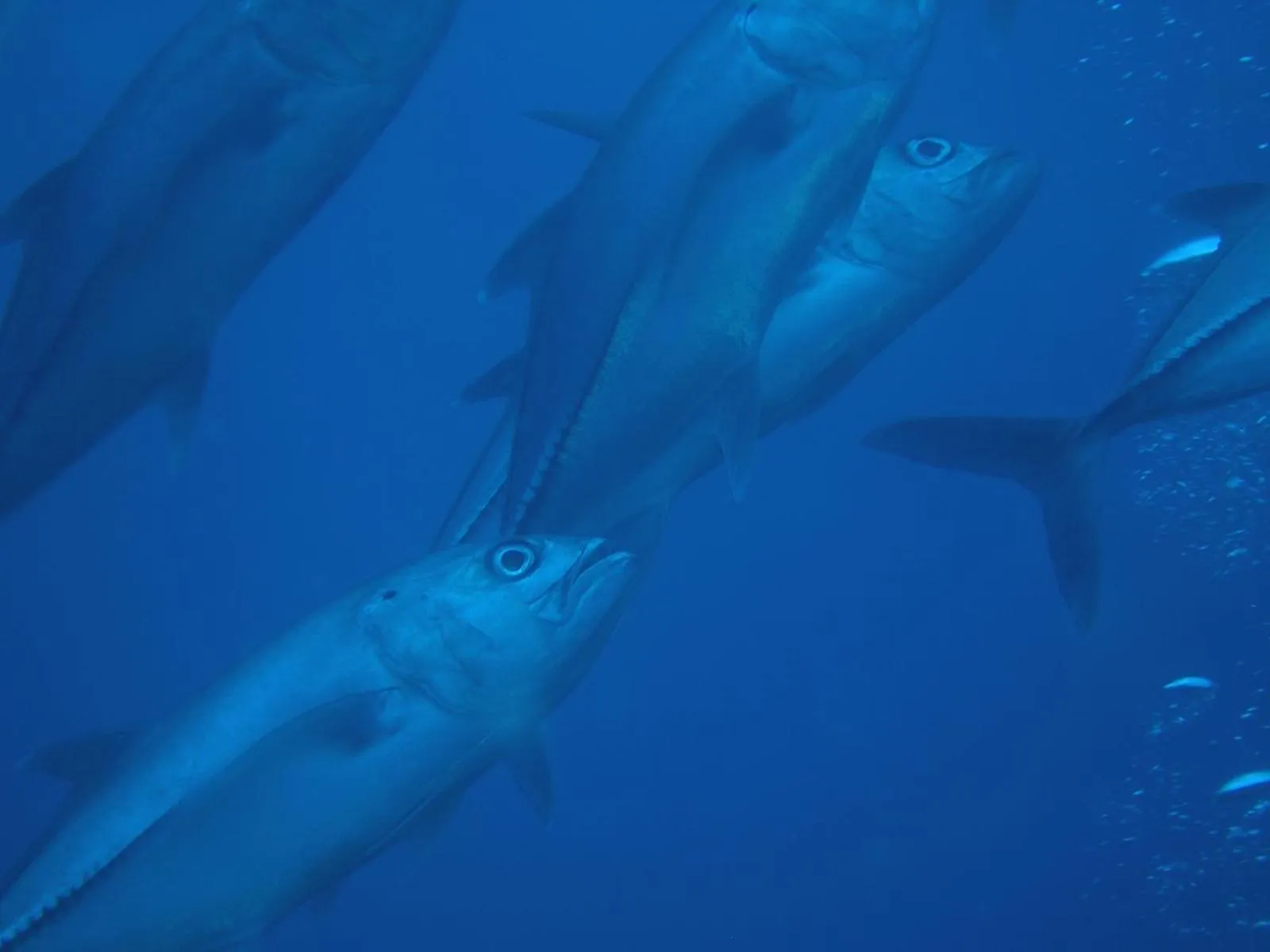 Fishing in Osa House - Drake Bay