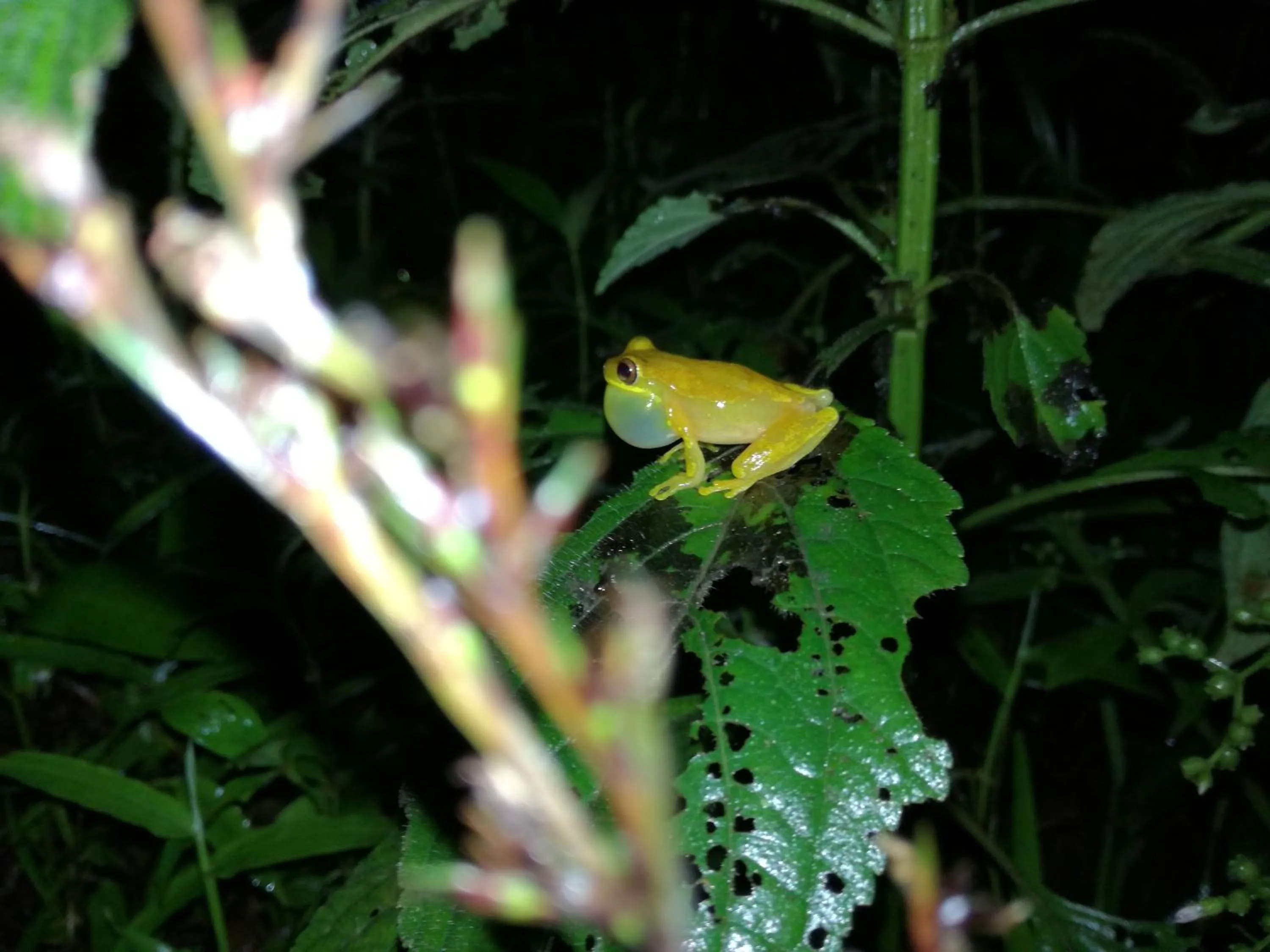 Animals in Osa House - Drake Bay