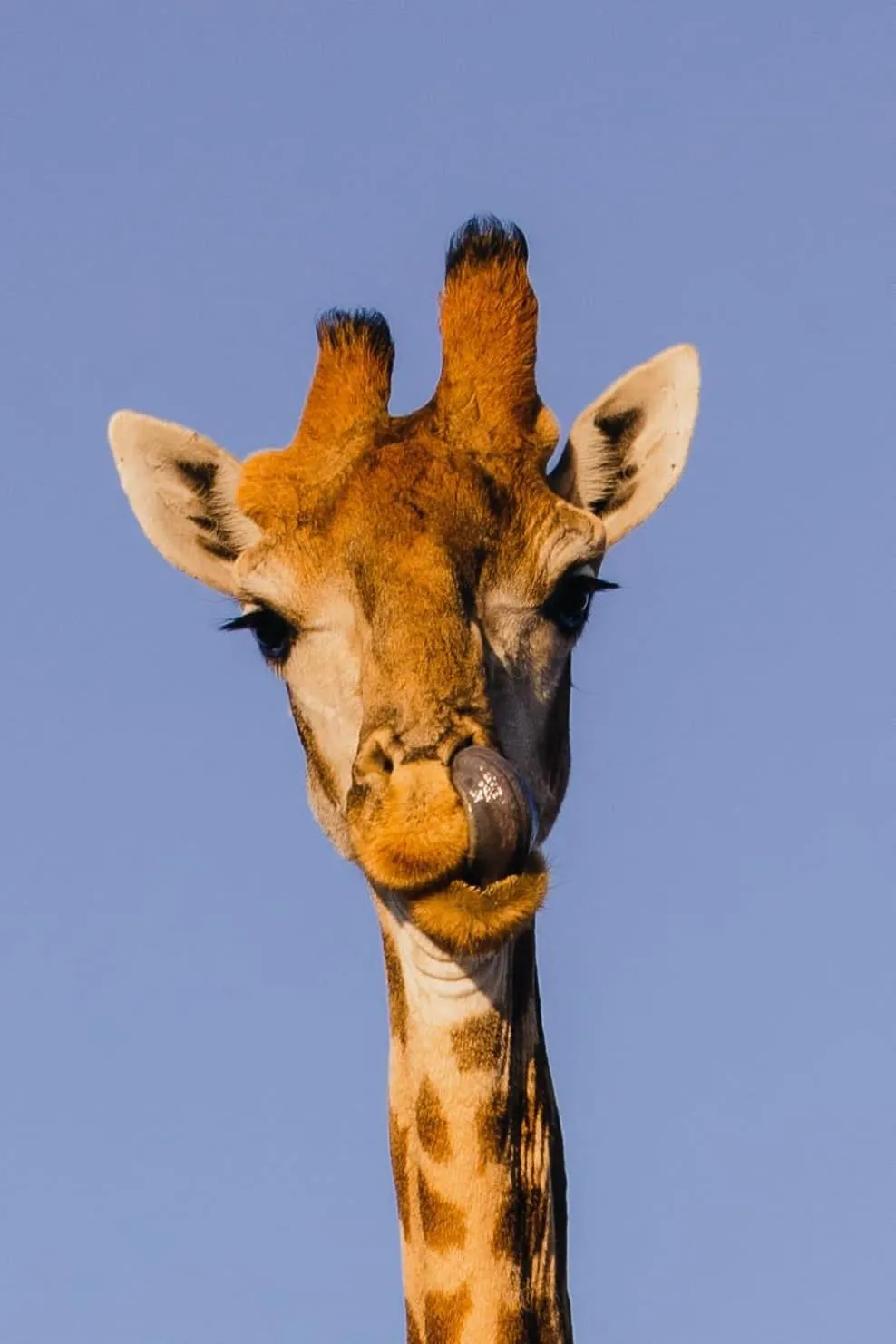 Animals in Klein Karoo Game Lodge