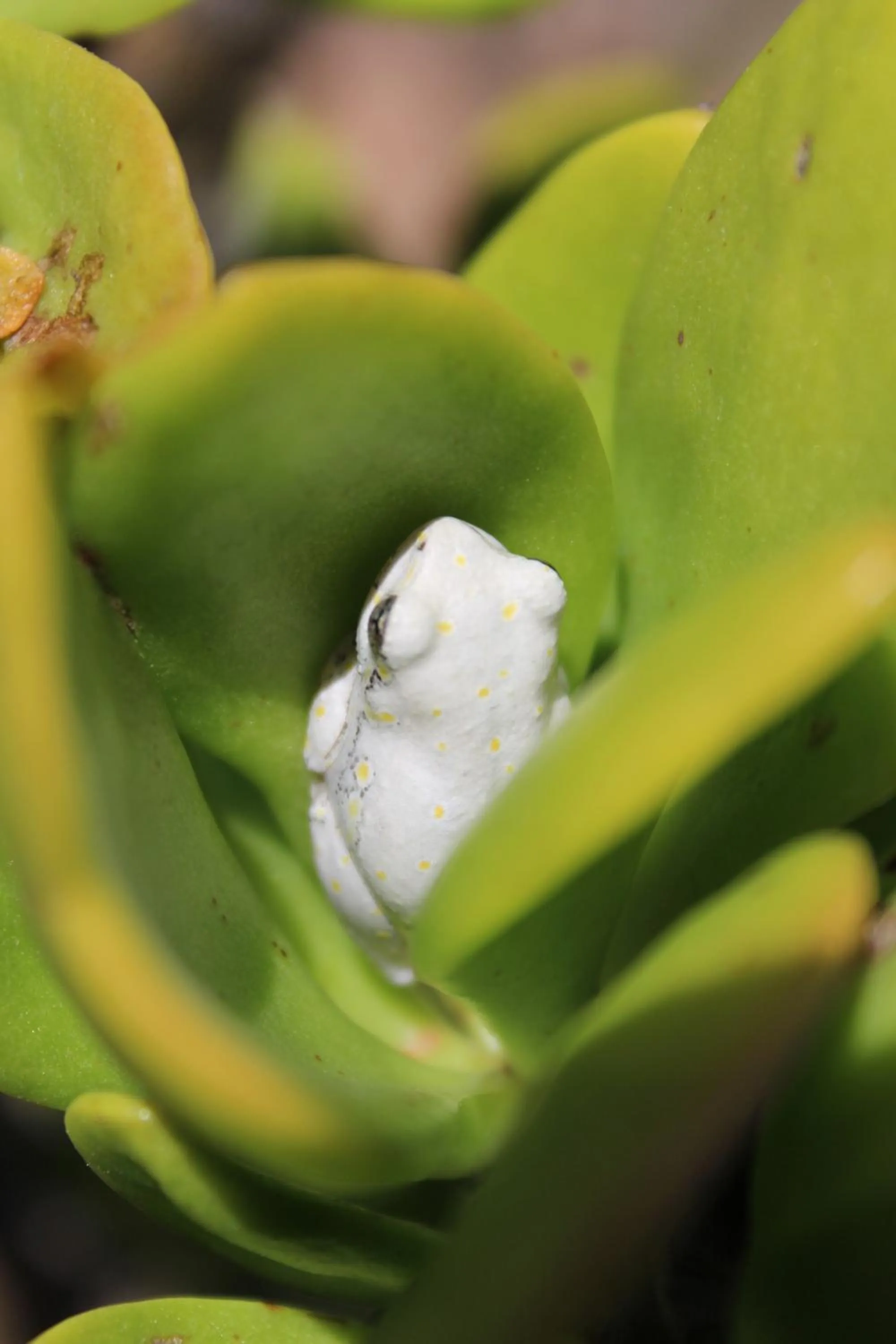 Animals in Klein Karoo Game Lodge