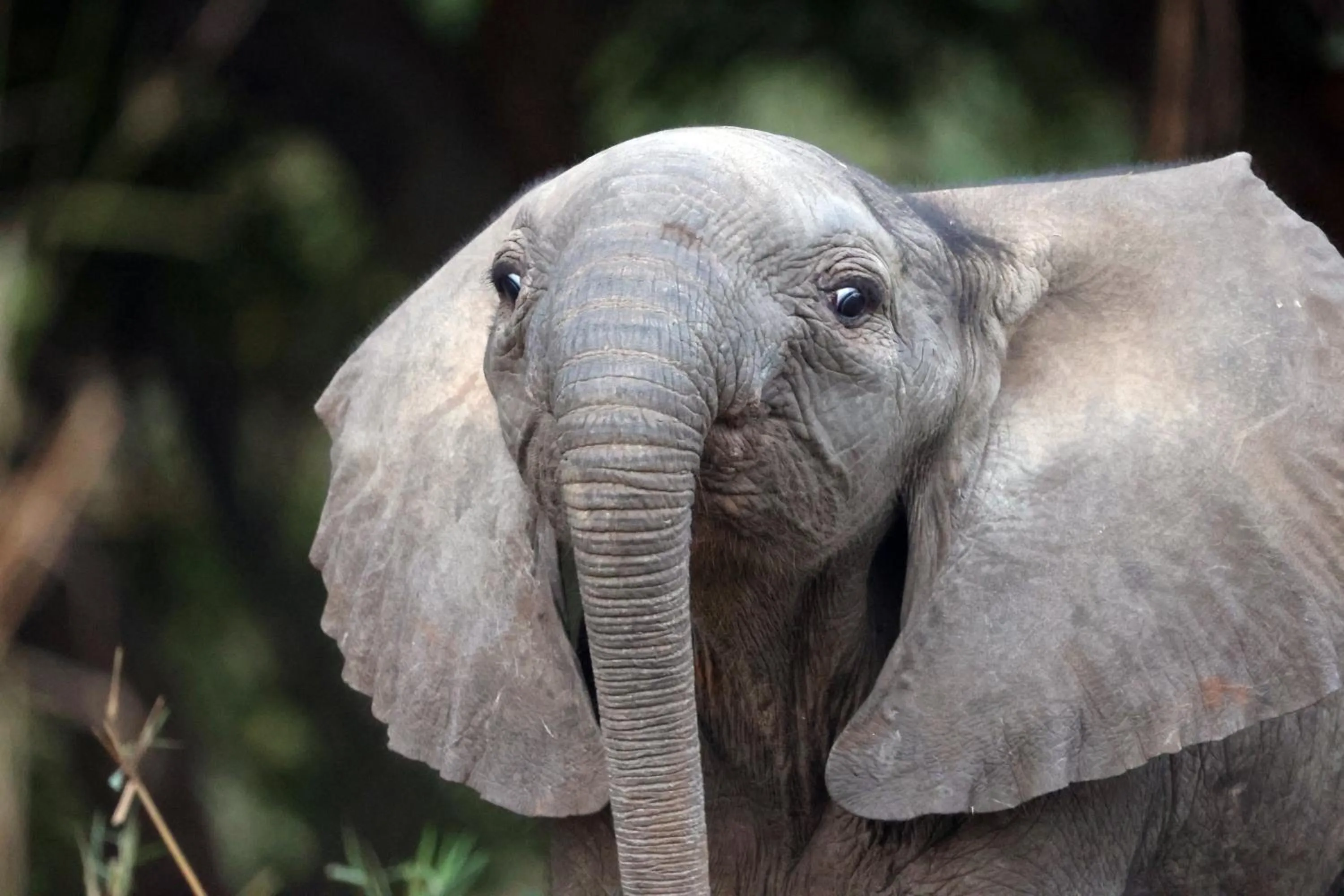 Activities in Karongwe - Becks Safari Lodge