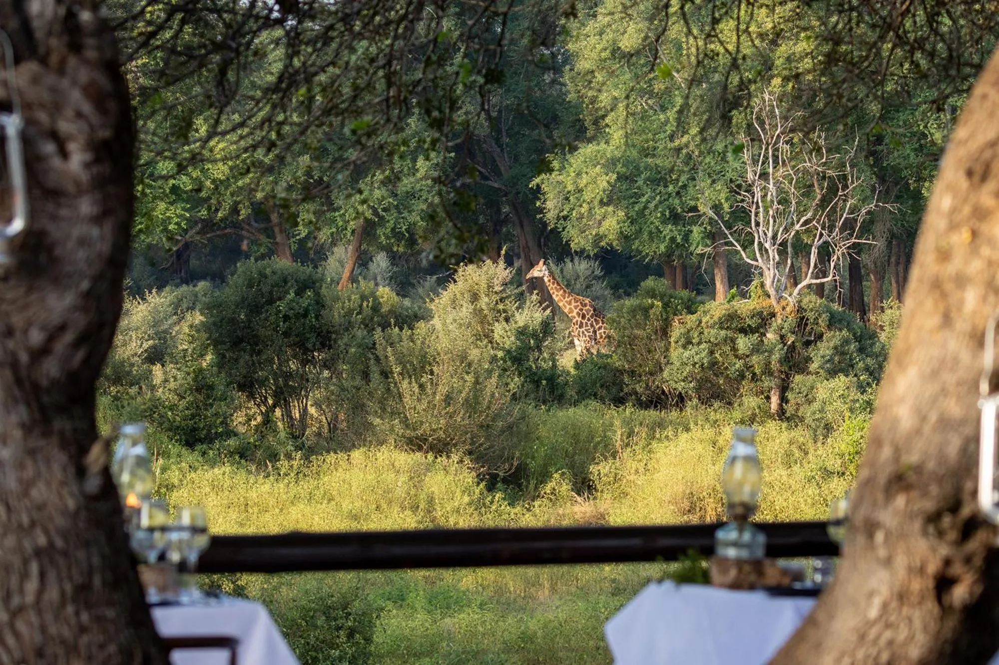 Restaurant/places to eat in Karongwe - Becks Safari Lodge