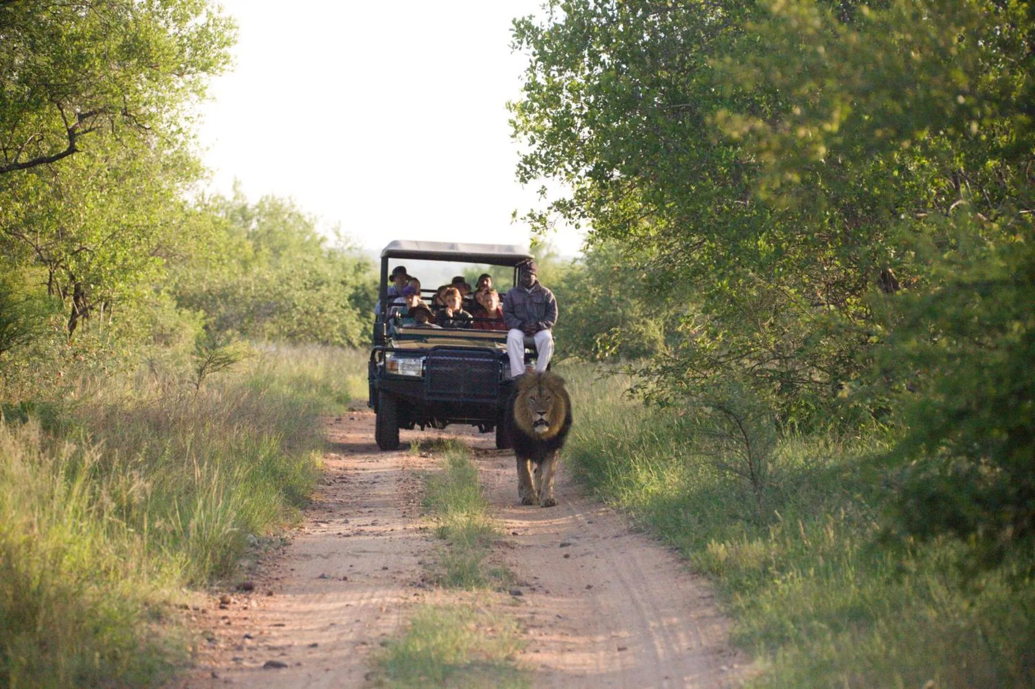 Animals in Karongwe - Becks Safari Lodge
