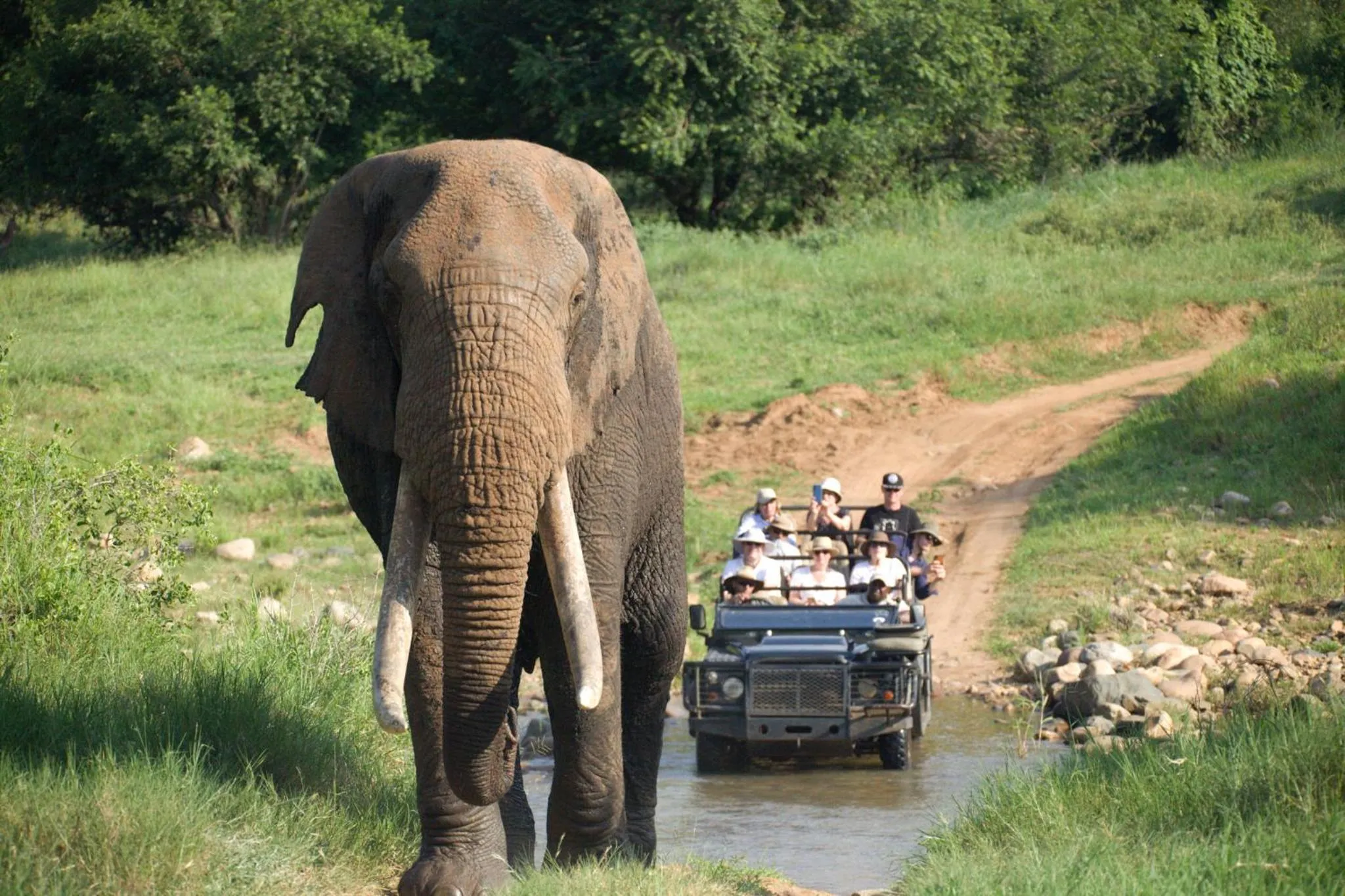 Animals in Karongwe - Becks Safari Lodge