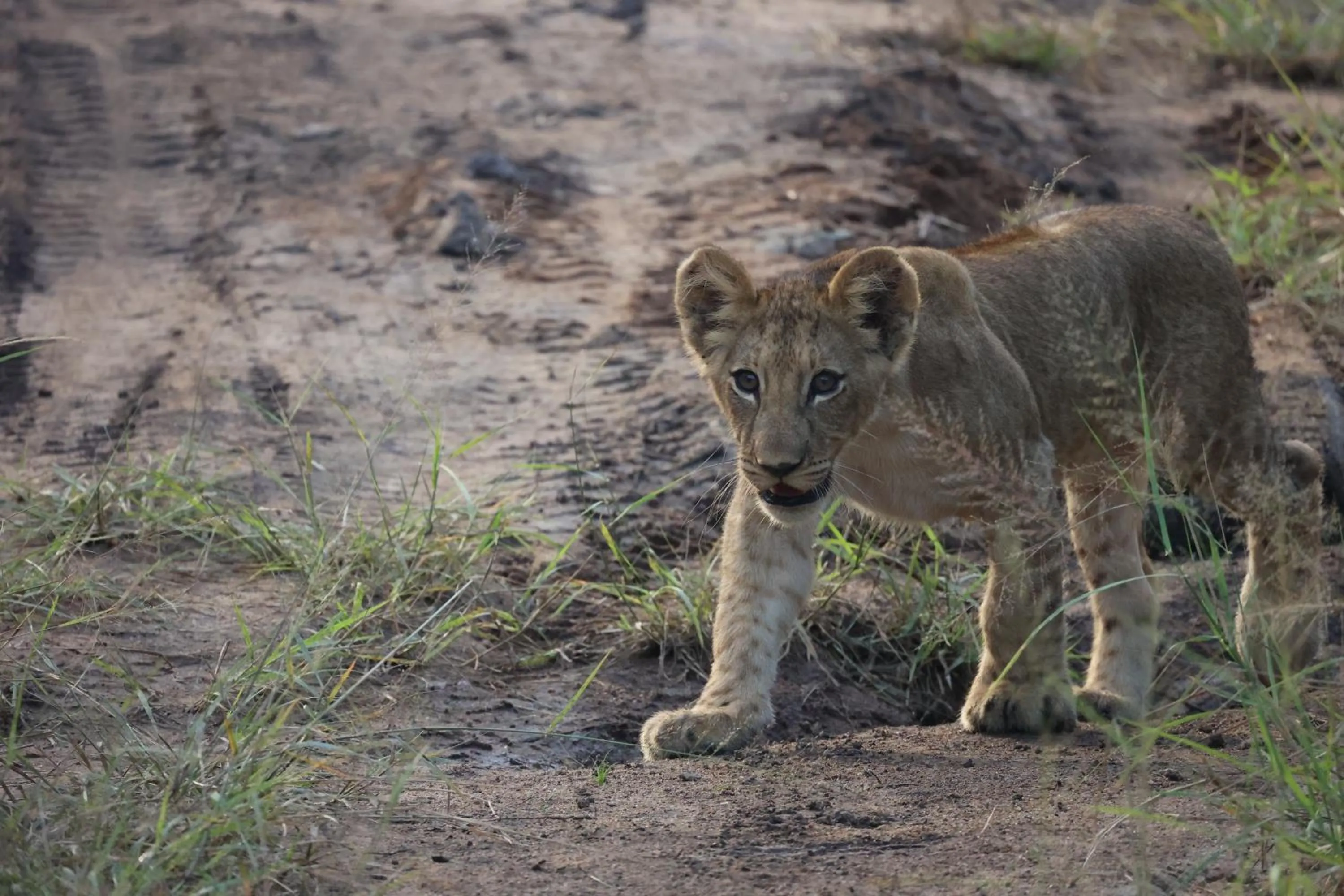 Activities in Karongwe - Becks Safari Lodge