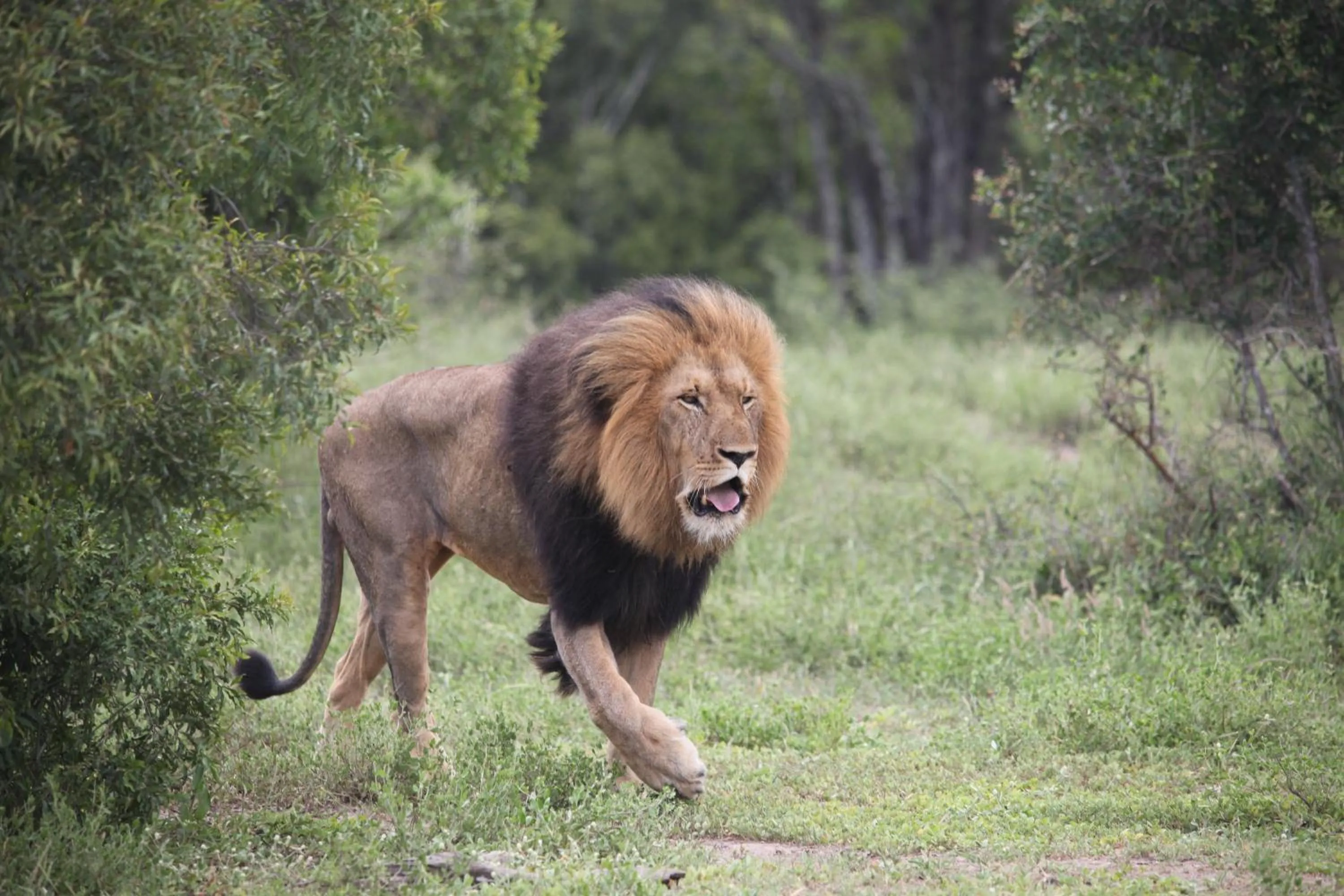 Activities in Karongwe - Becks Safari Lodge