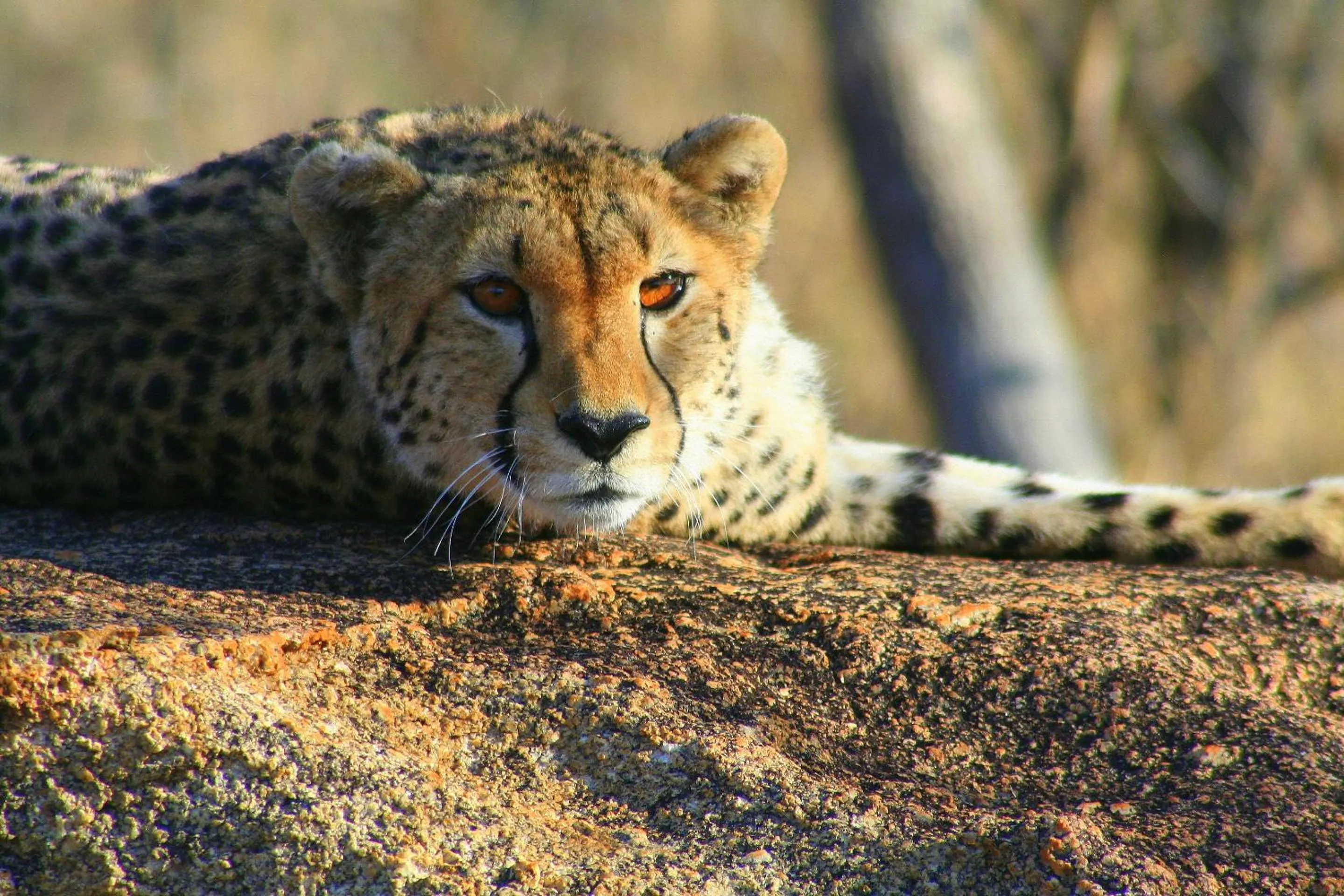 Communal lounge/ TV room in Karongwe - Becks Safari Lodge
