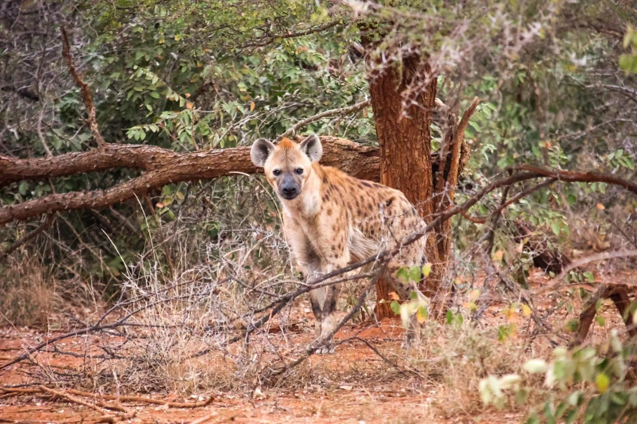 Activities in Karongwe - Becks Safari Lodge