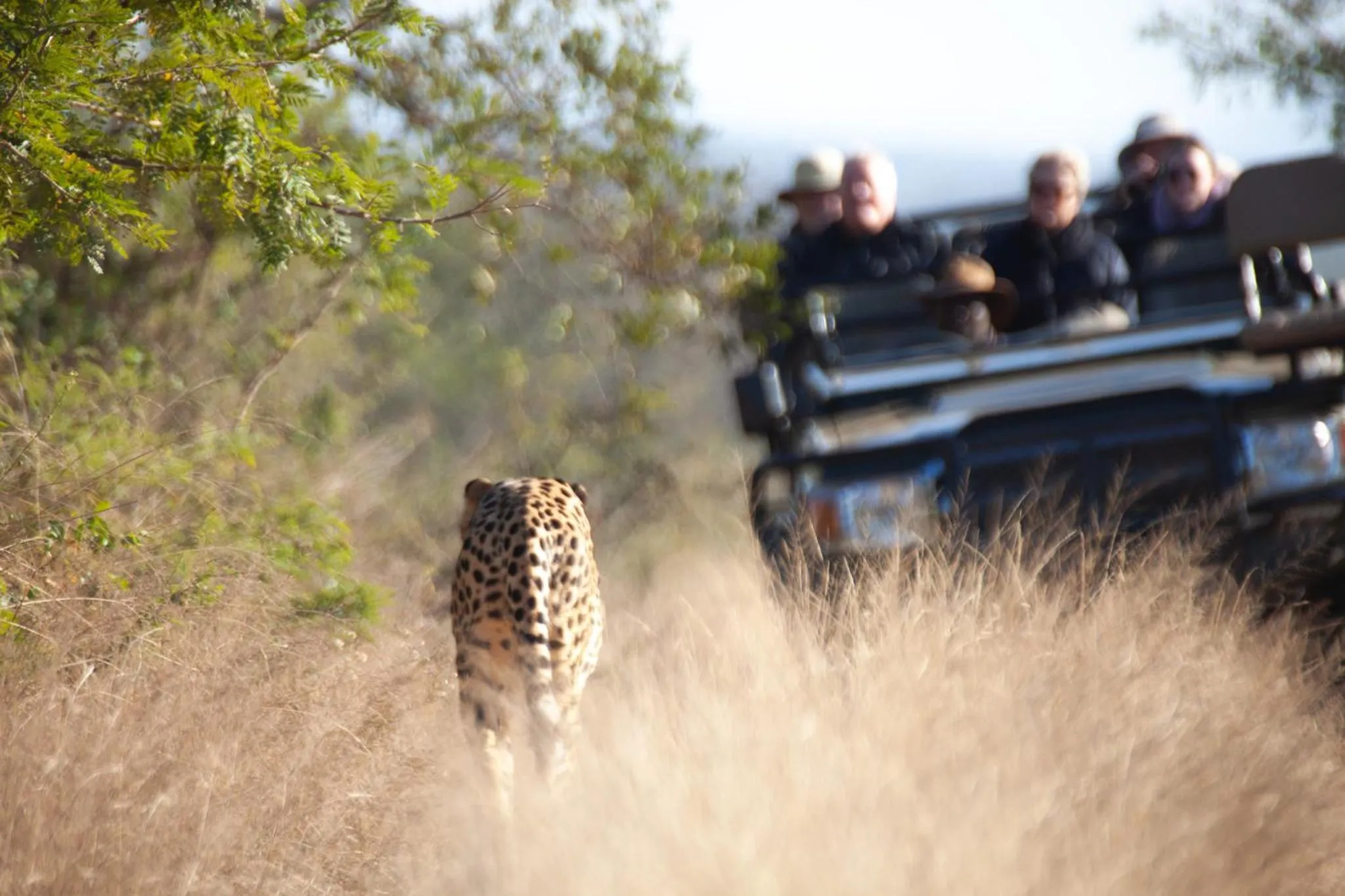 Property building in Karongwe - Becks Safari Lodge