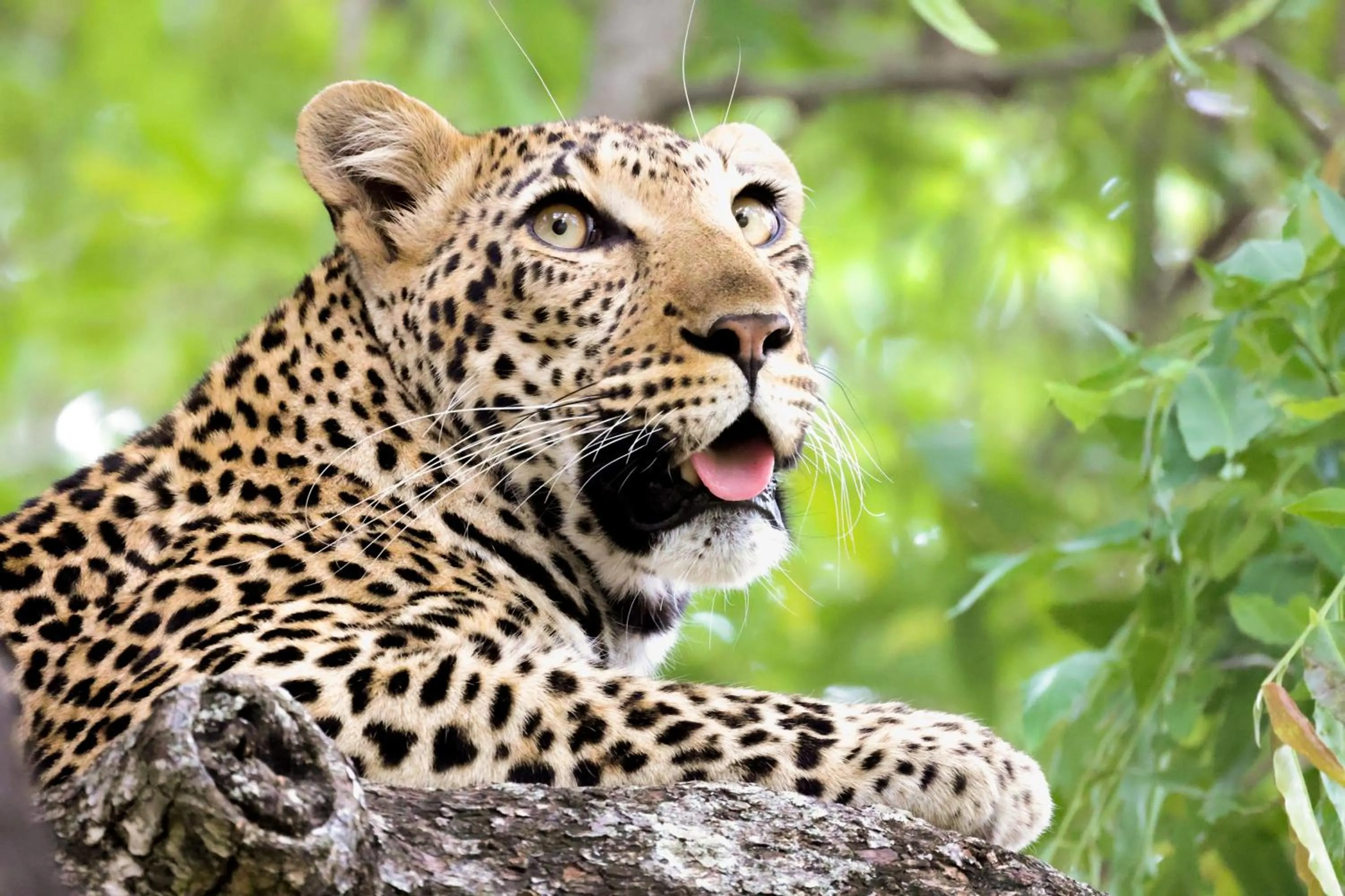 Activities in Karongwe - Becks Safari Lodge