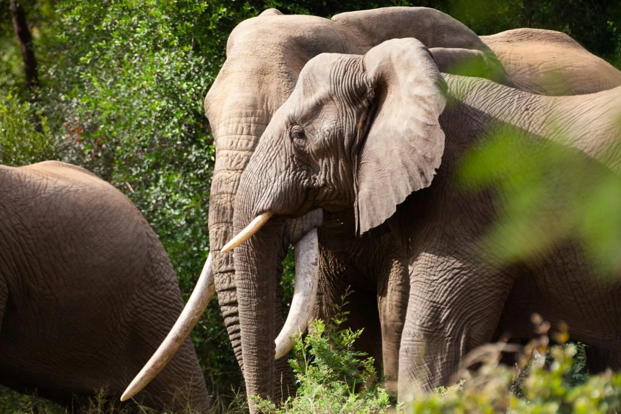 Activities in Karongwe - Becks Safari Lodge