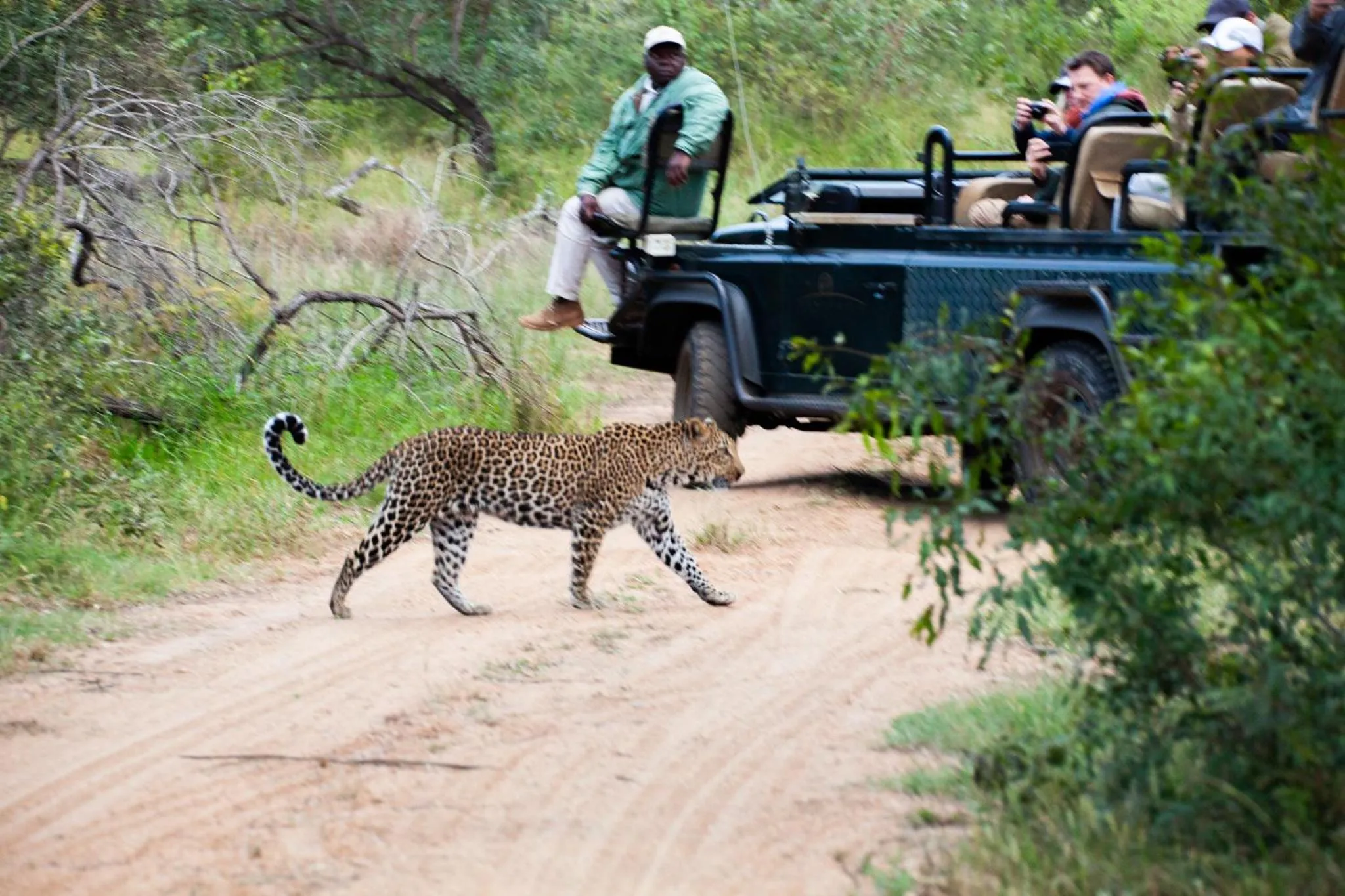 Animals in Karongwe - Becks Safari Lodge