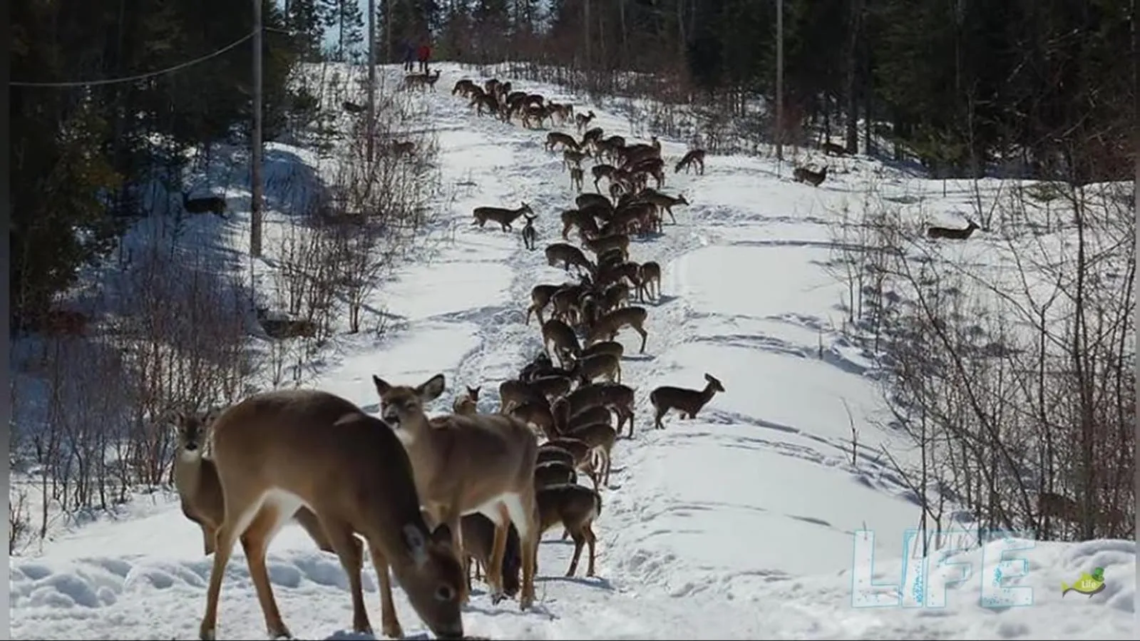 Animals in Leena's B&B