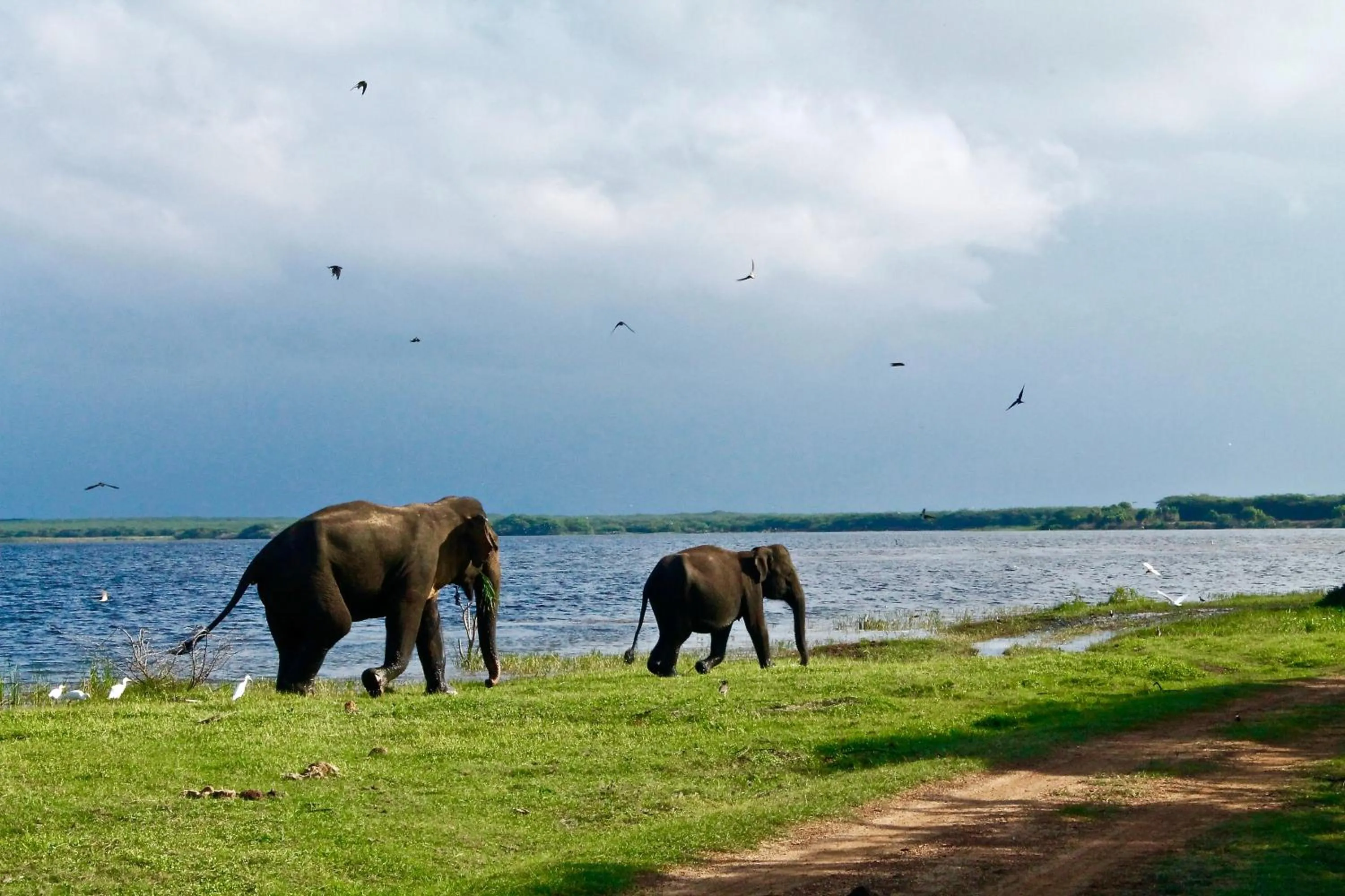 Animals in Lakmal Resort Sigiriya