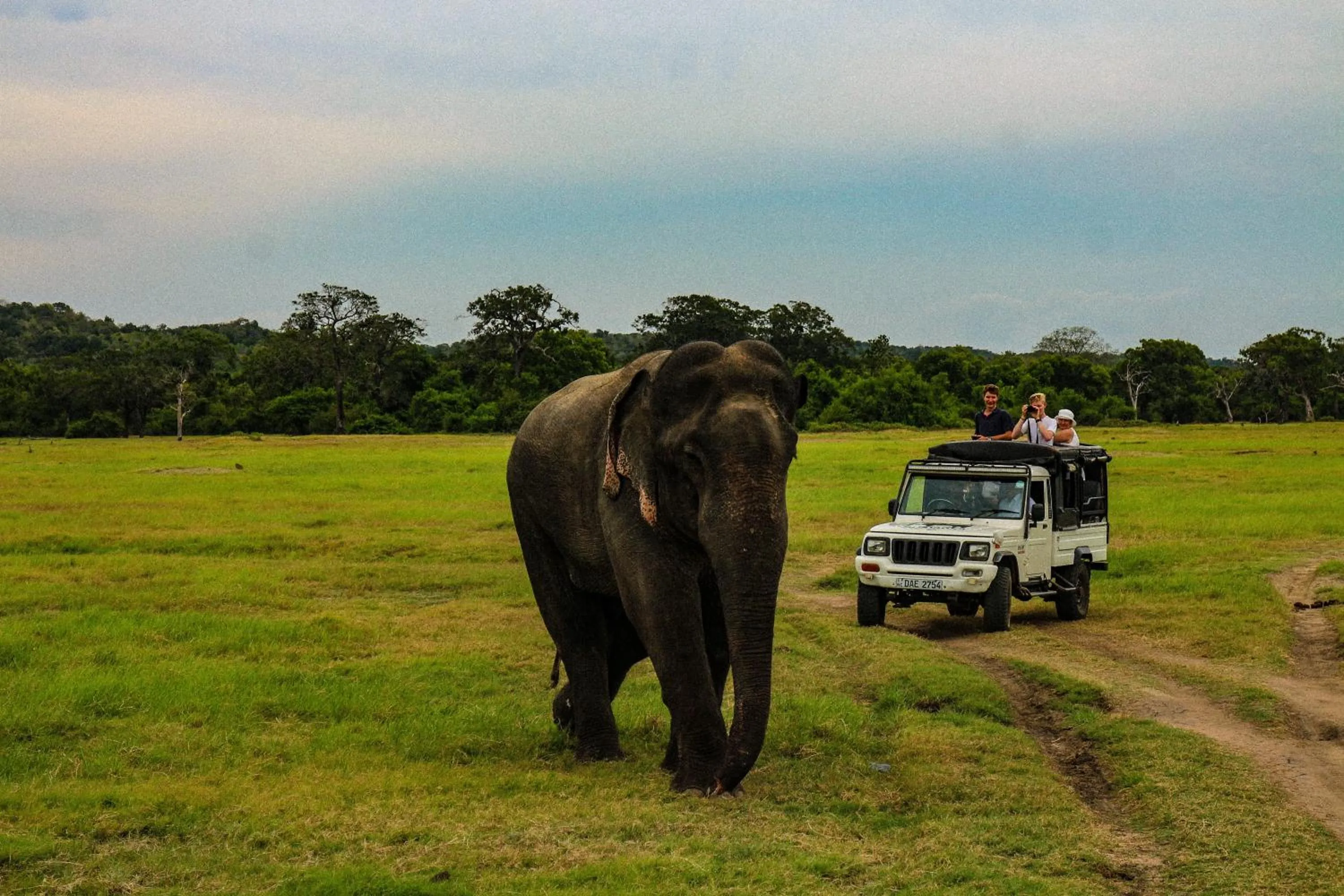 Animals in Lakmal Resort Sigiriya