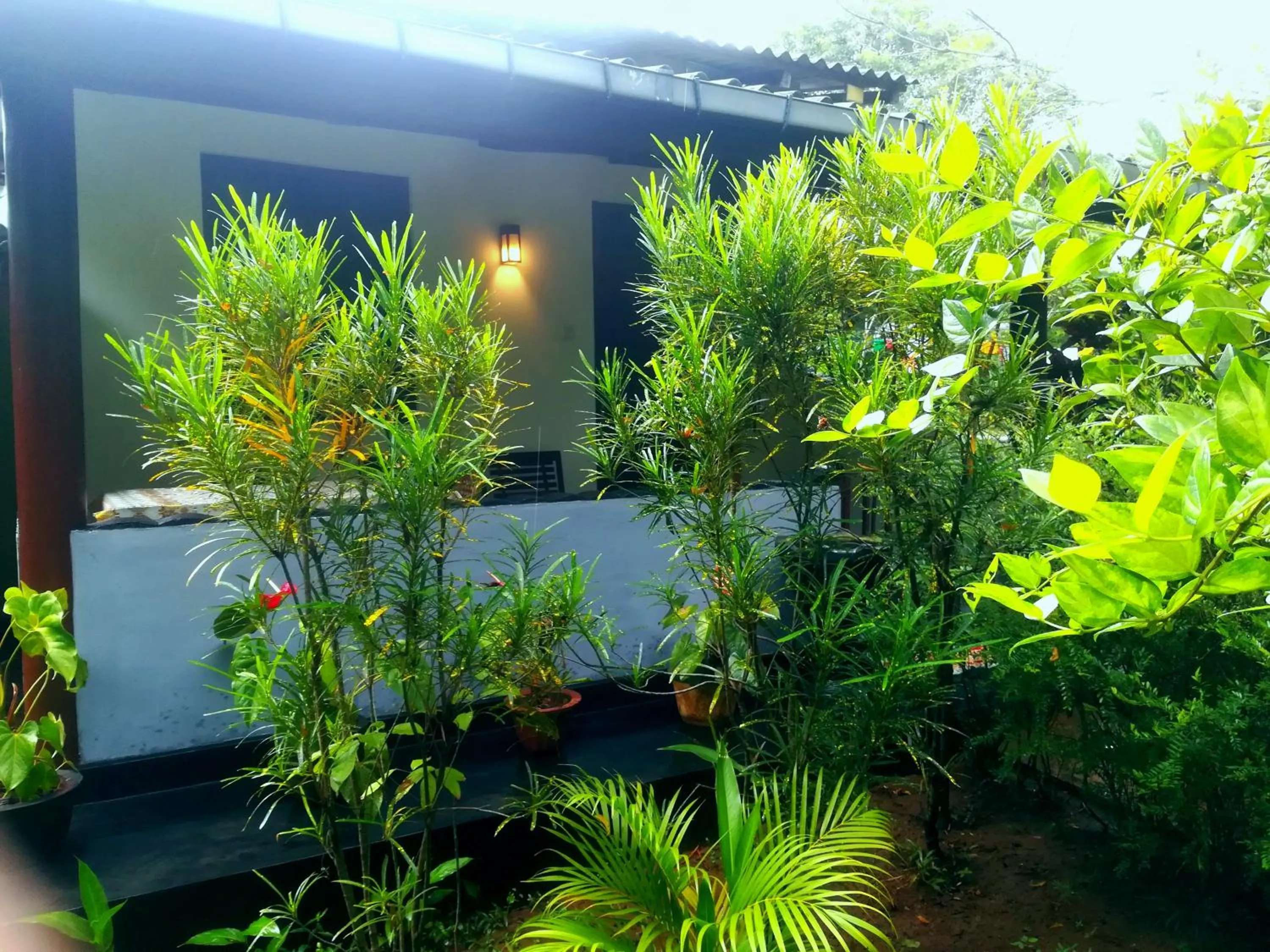 Garden view in Lakmal Resort Sigiriya