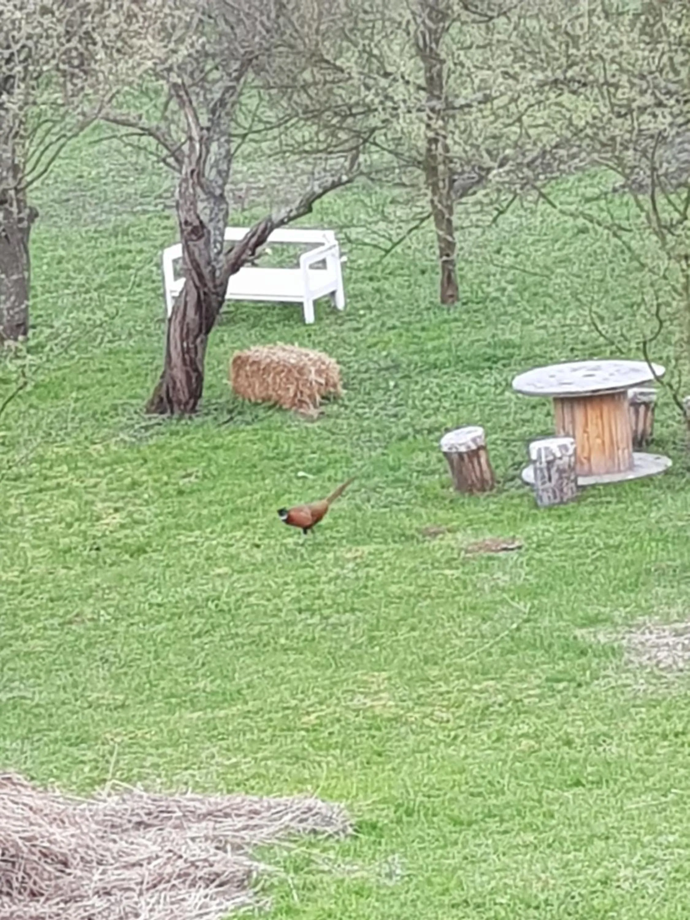 Garden in Hanu lu Mos Opinca