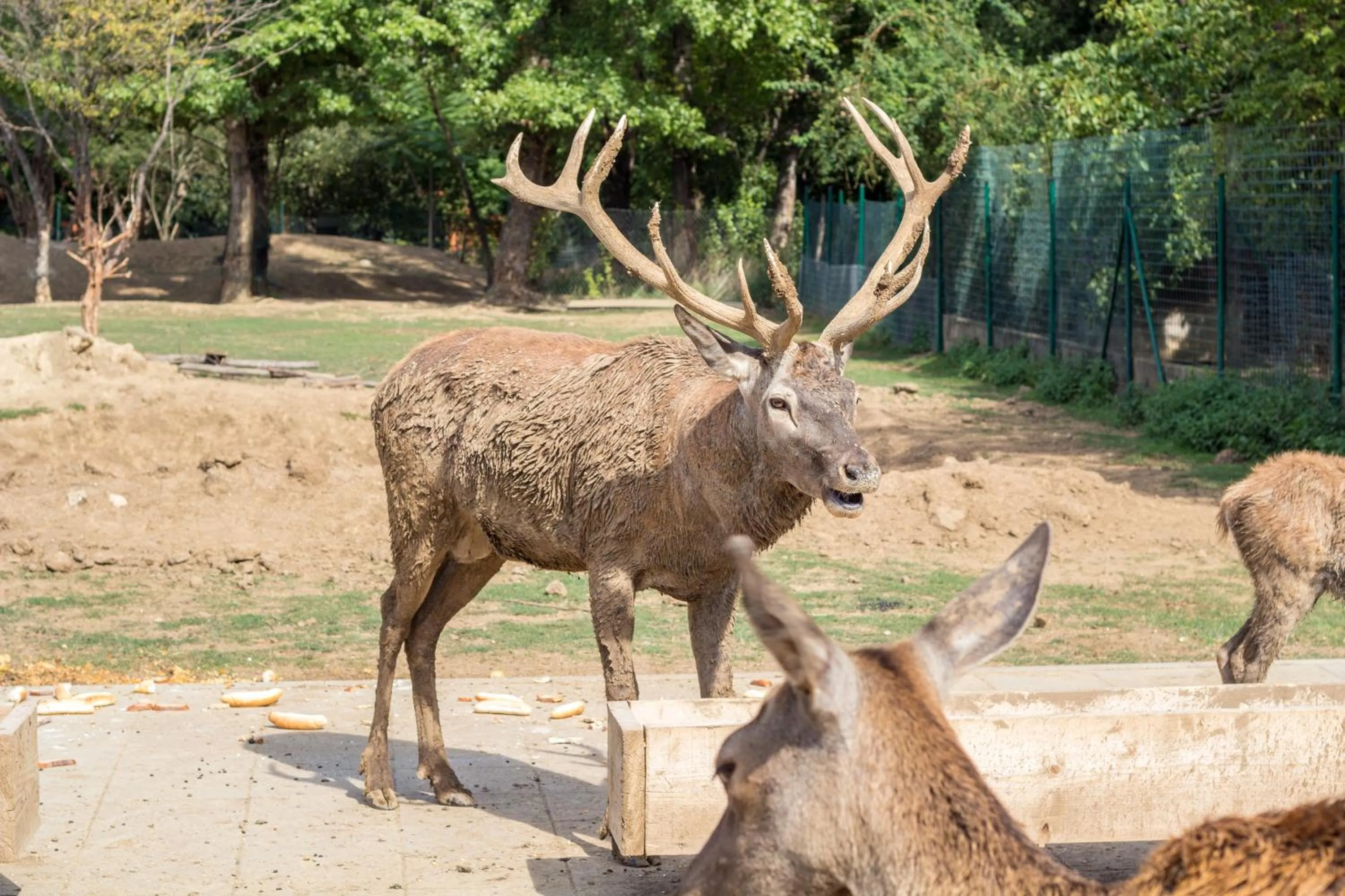 Animals, Other Animals in Hotel Viliam Frano