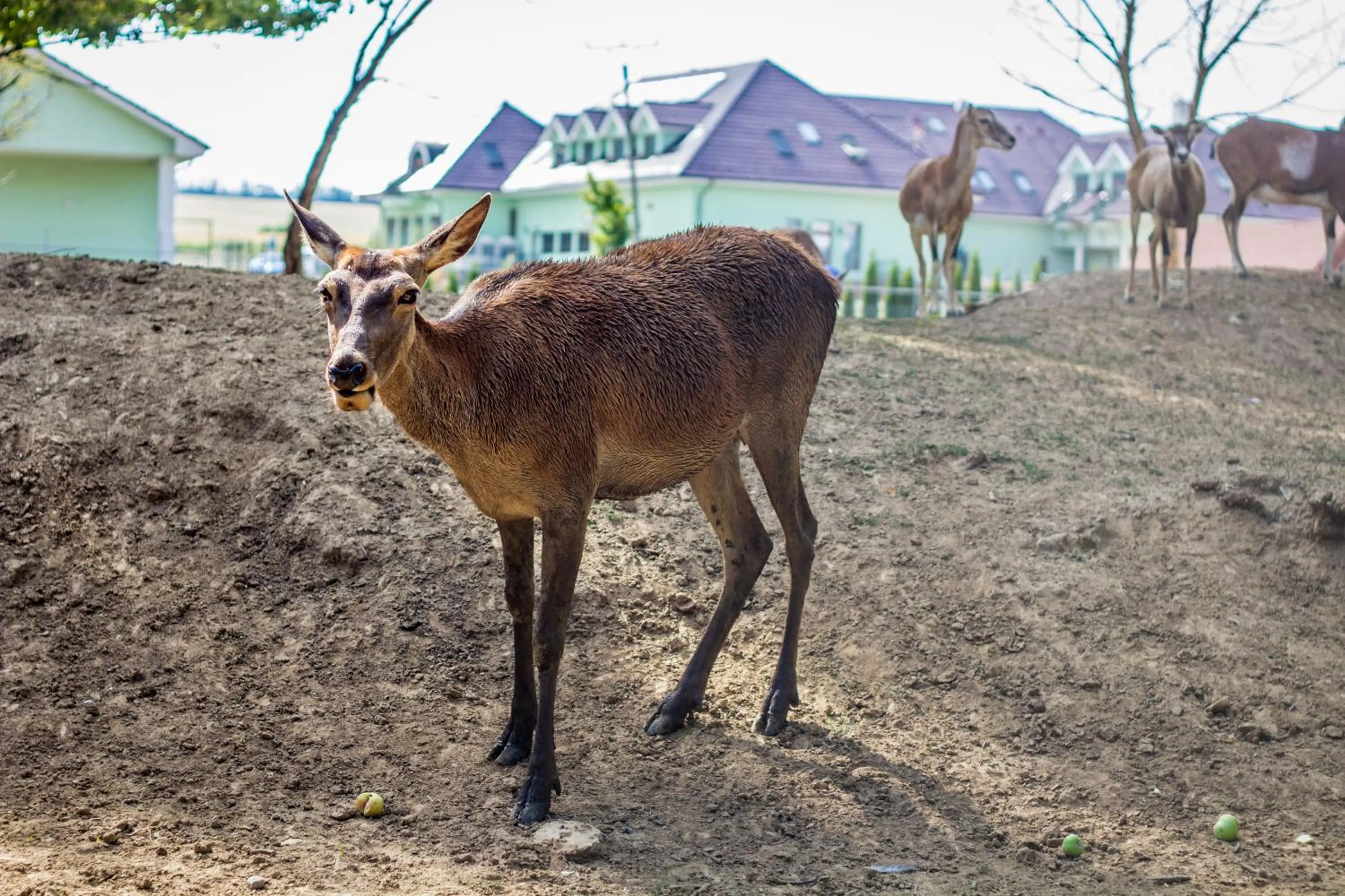 Animals, Other Animals in Hotel Viliam Frano