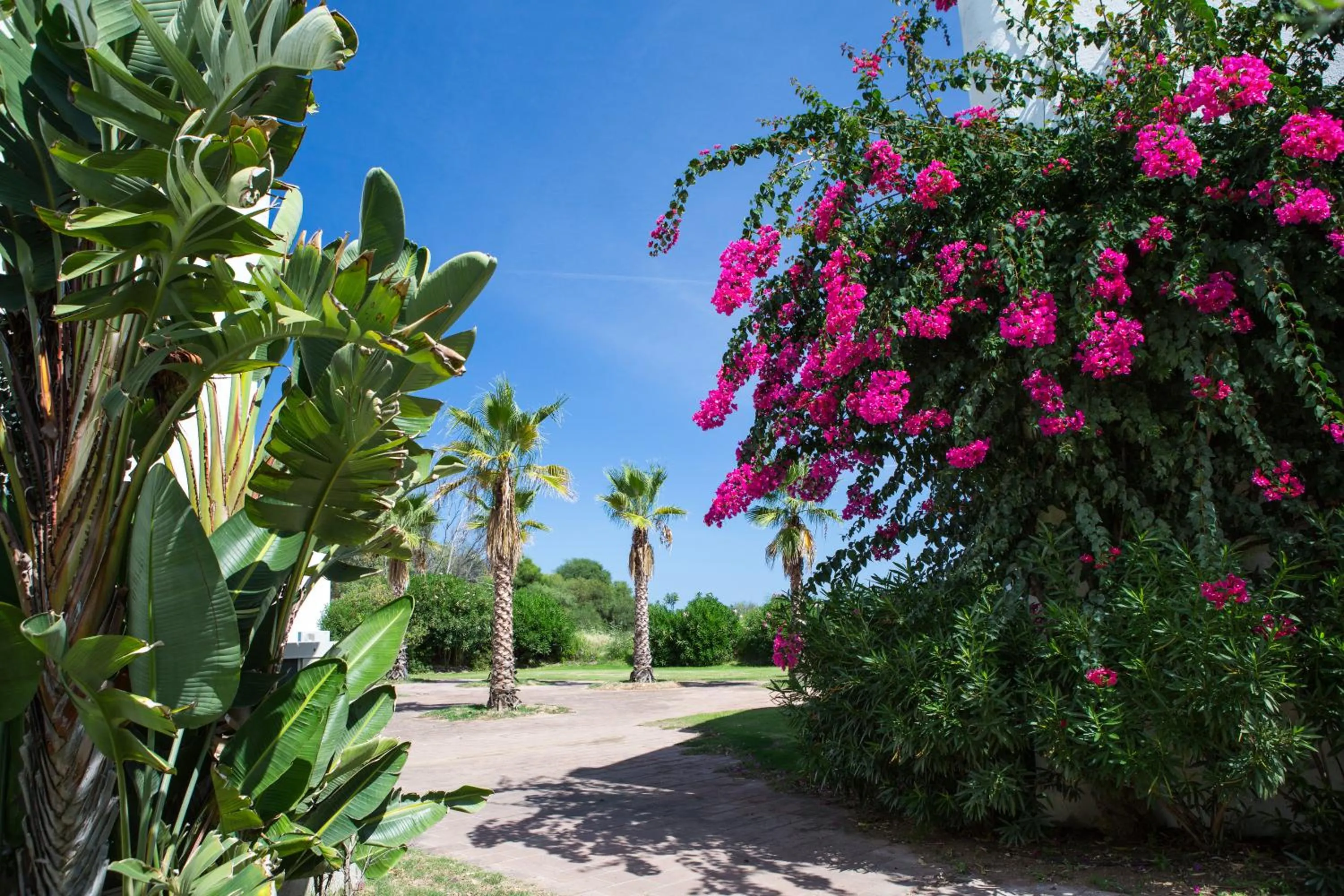 Garden in Hotel Flamingo