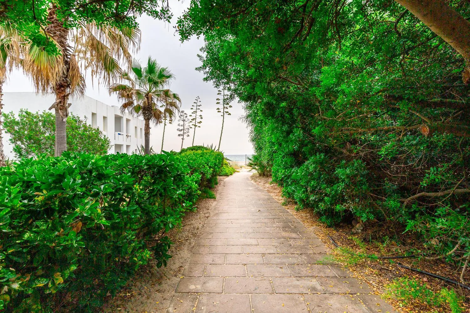 Garden in Hotel Flamingo