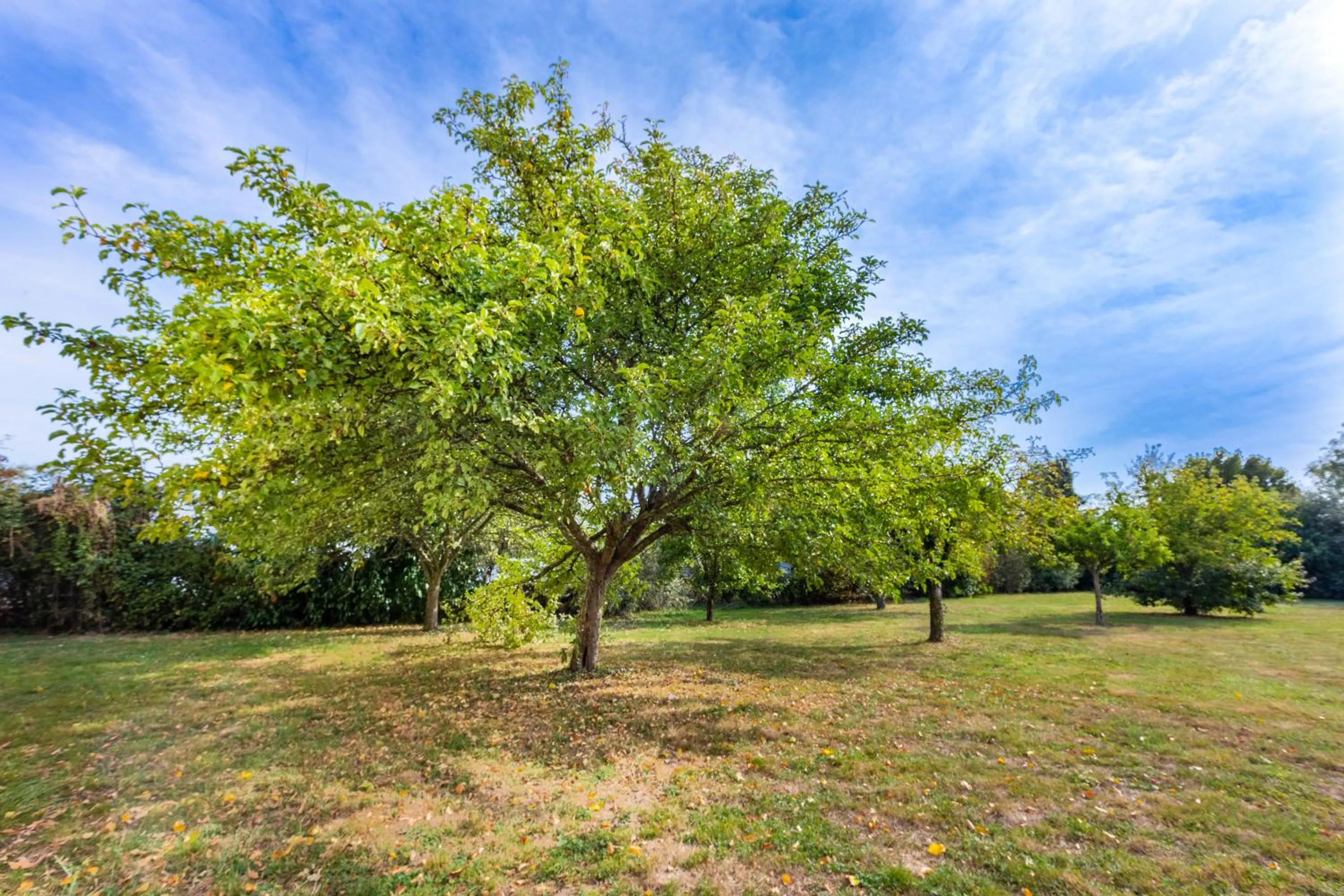 Garden in B&B HOTEL Angers Parc Expos