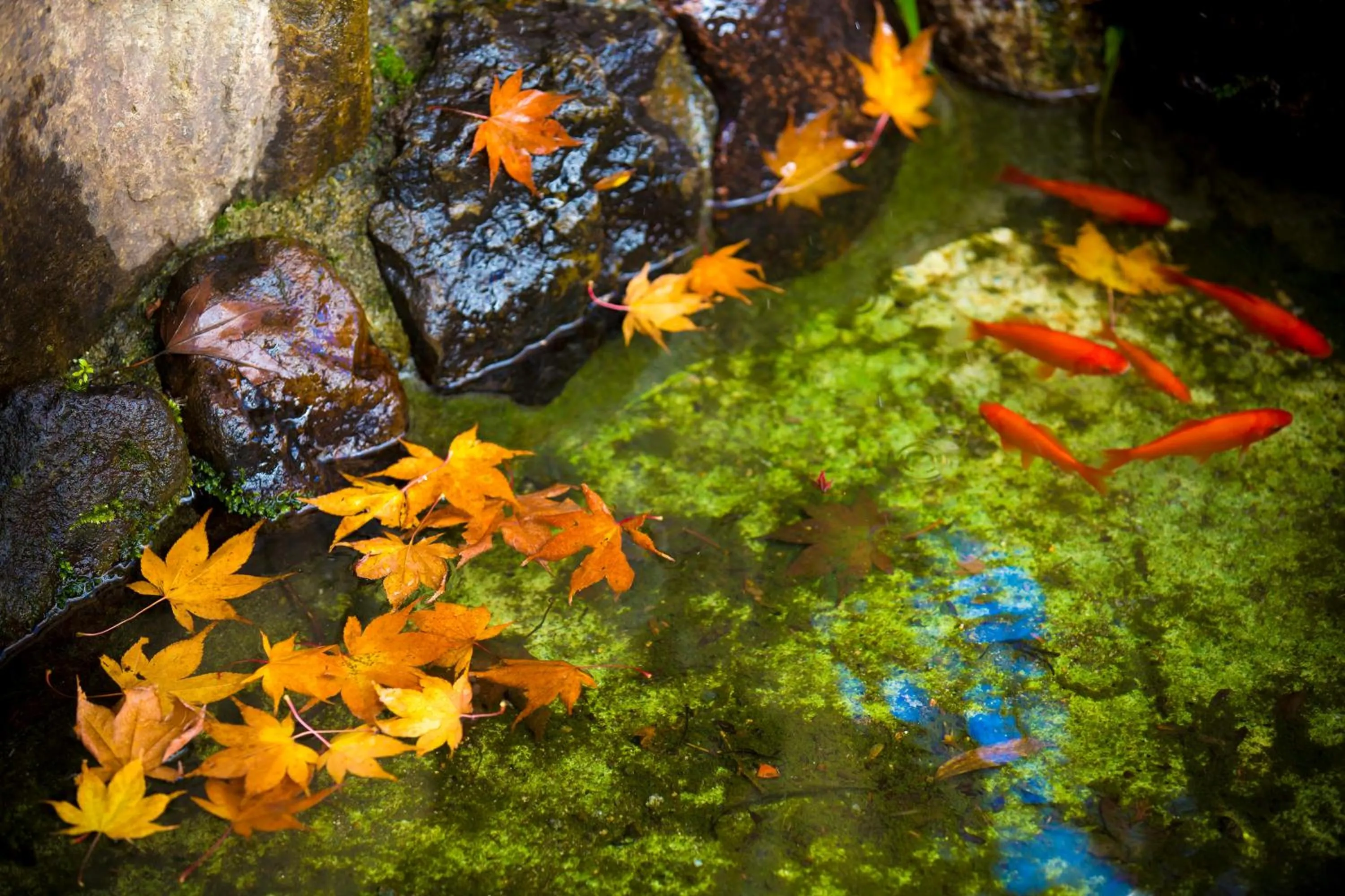 Garden in Sui Suwako