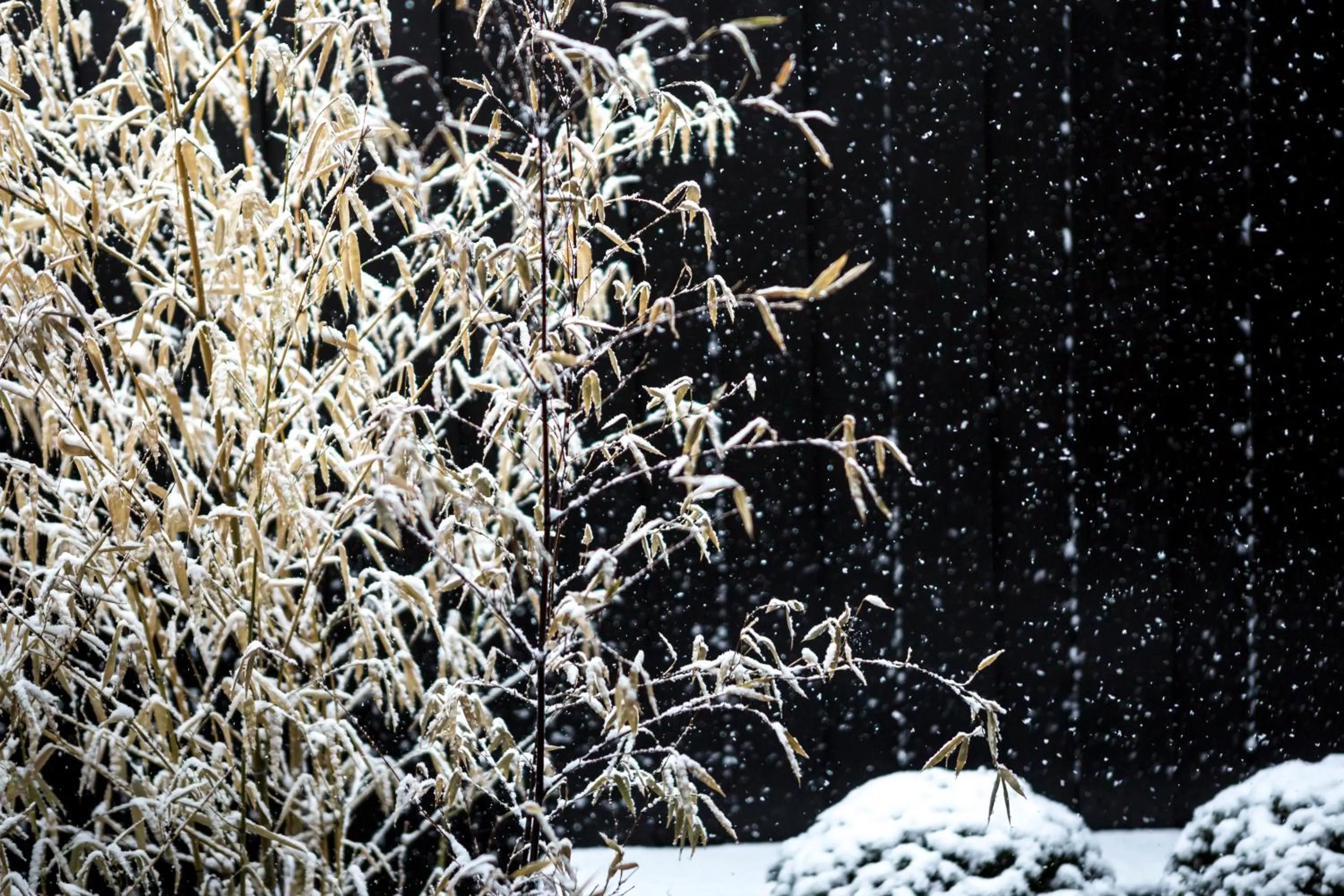 Winter in Sui Suwako