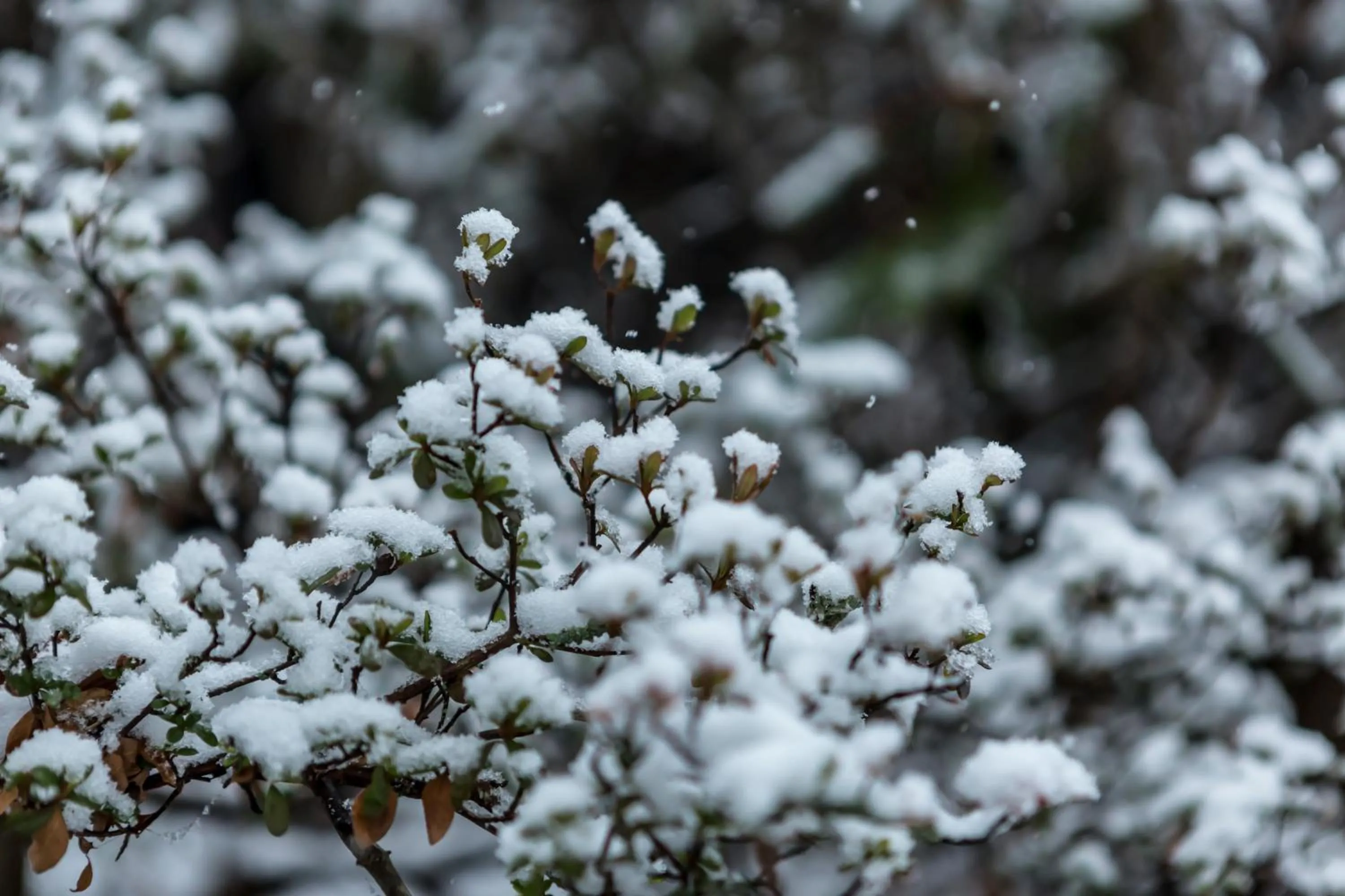 Winter in Sui Suwako