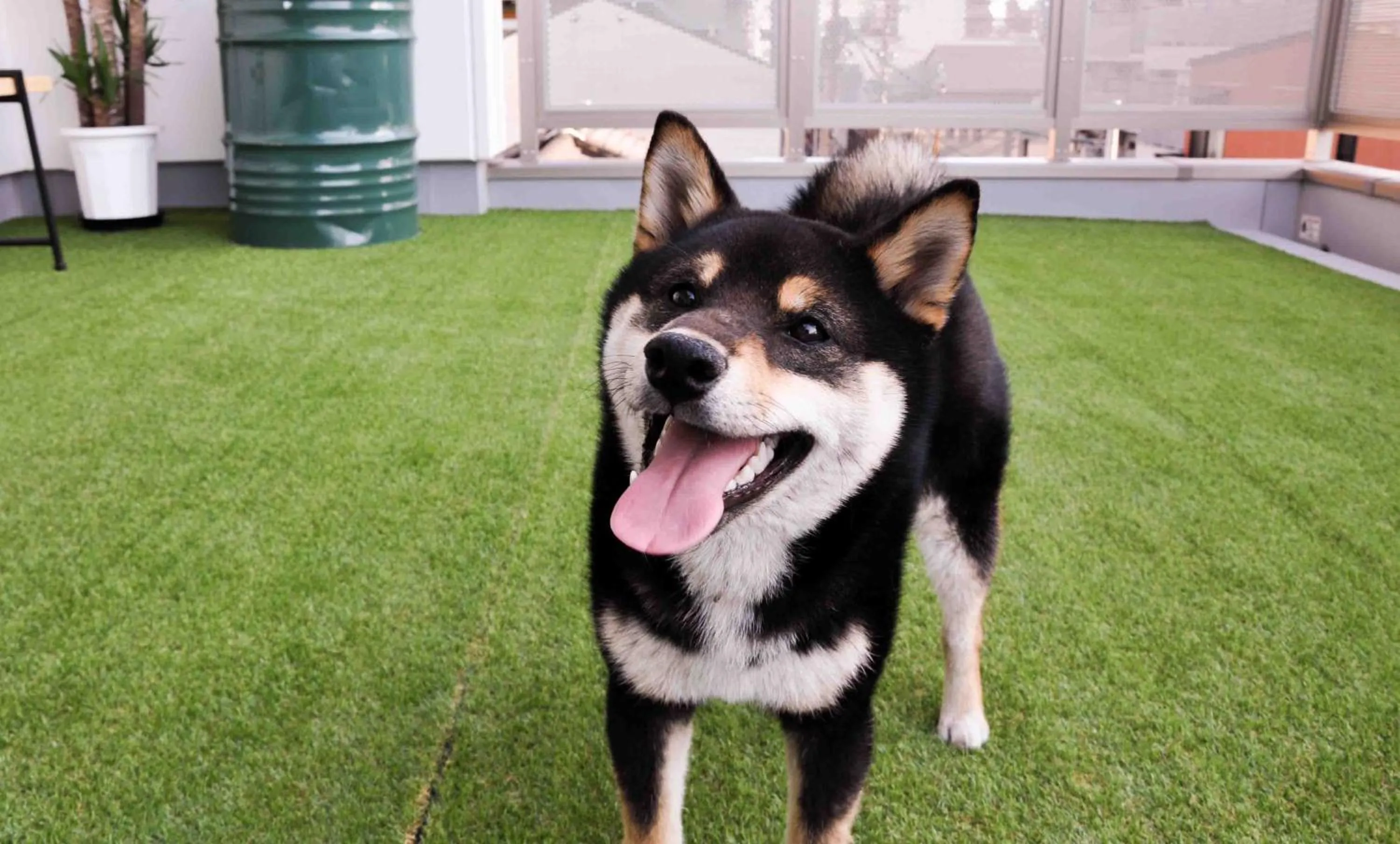 Pets in Guest House Matsu