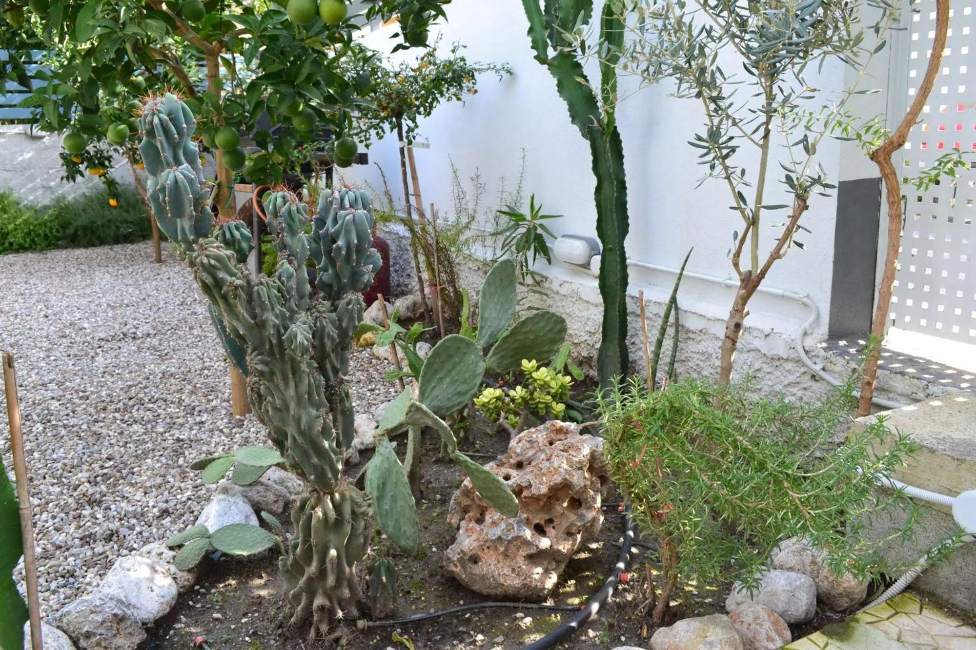 Garden in City Cottage - Kalamata Villas