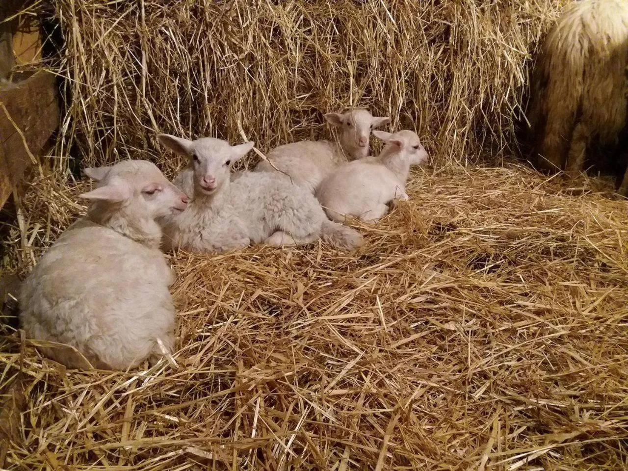 Animals in La Minditta