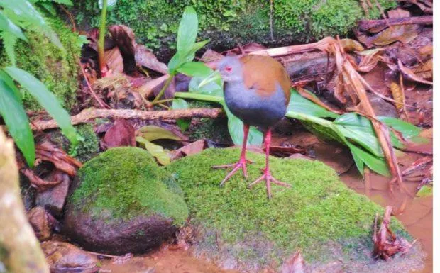 Pousada Bocaina