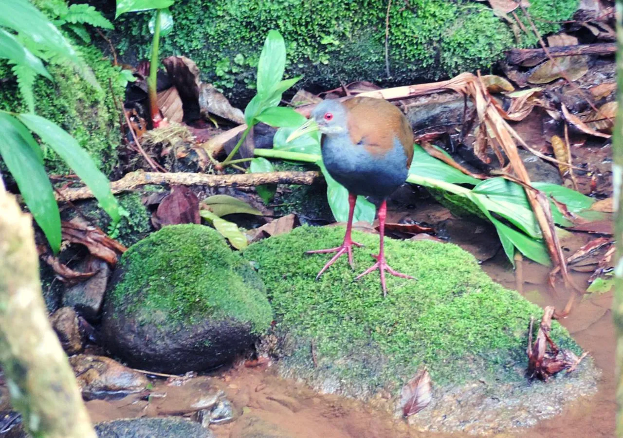 Pousada Bocaina