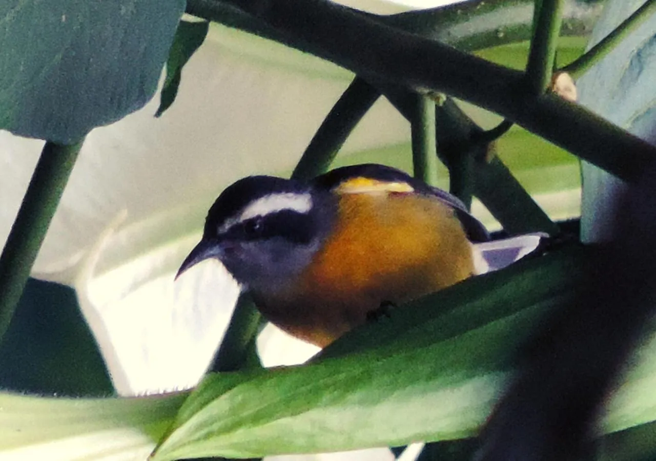 Pousada Bocaina