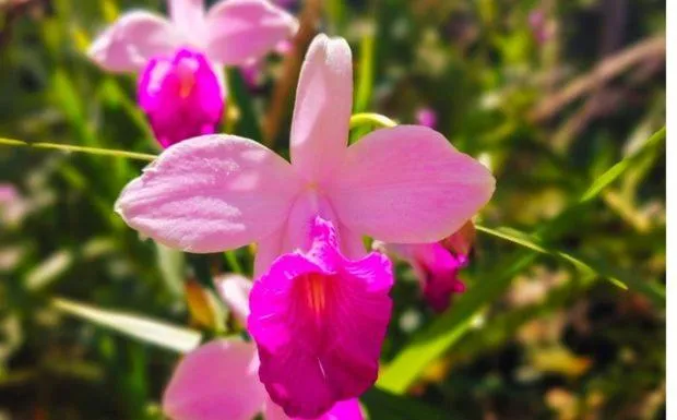 Pousada Bocaina