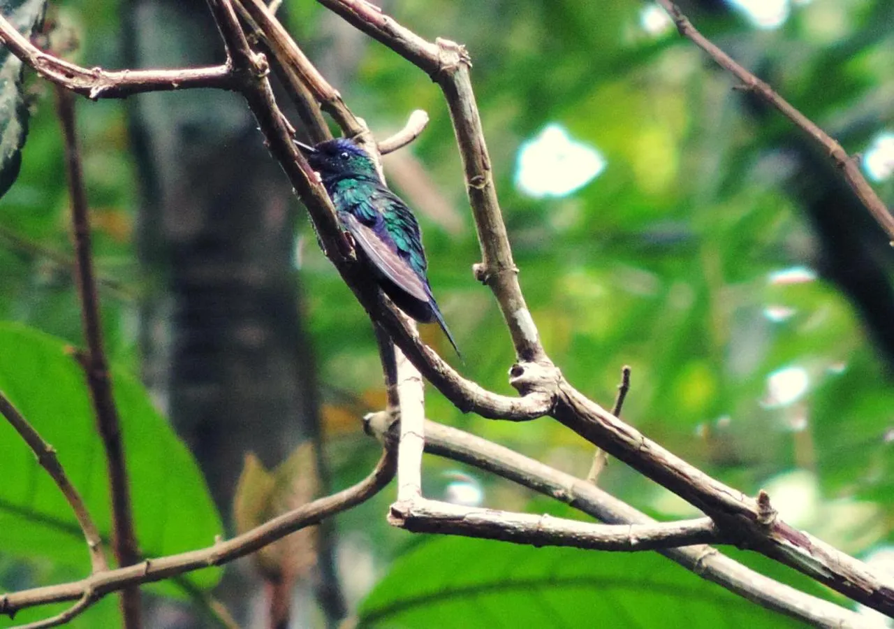 Pousada Bocaina